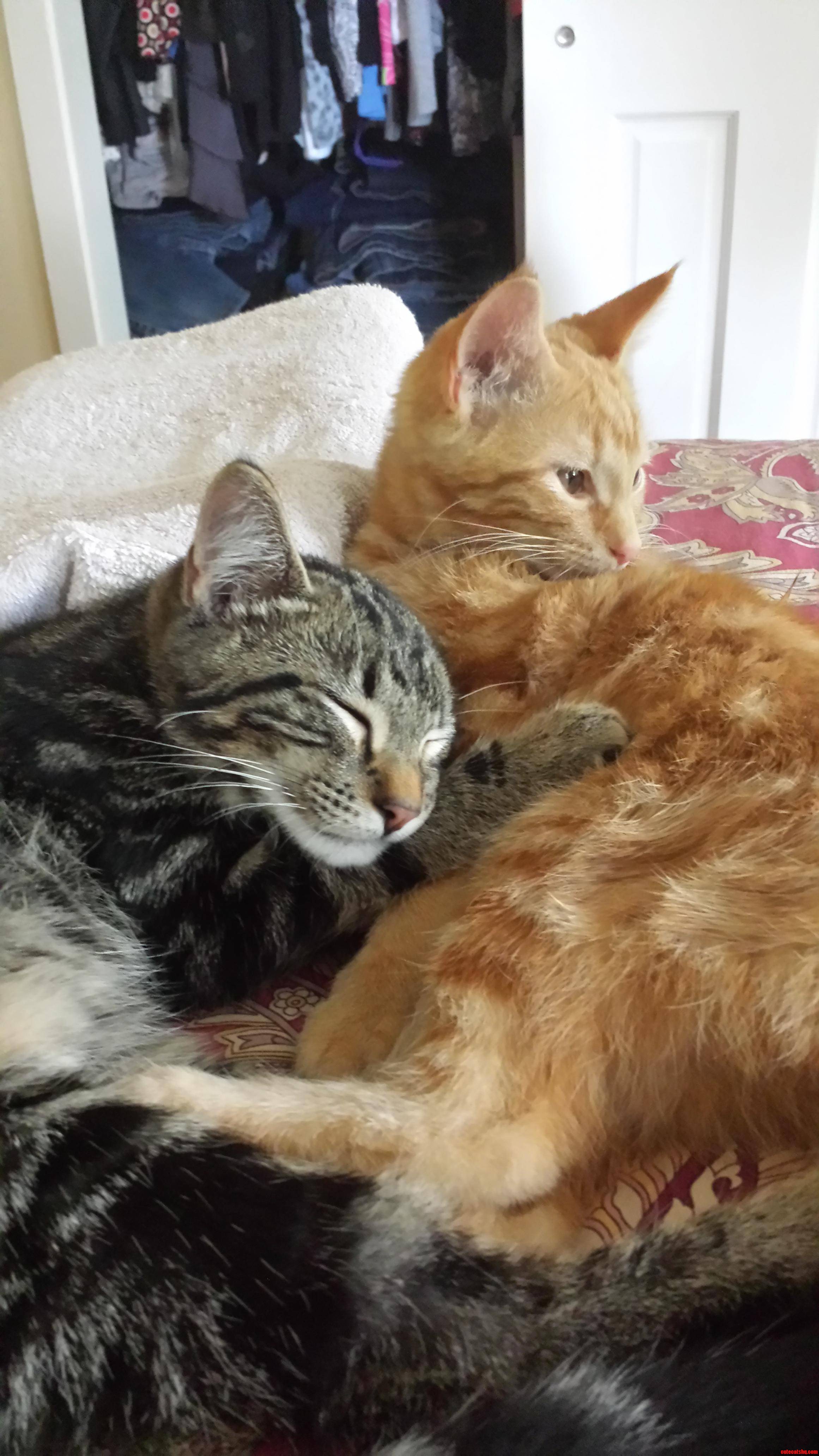 They Love Each Other  O