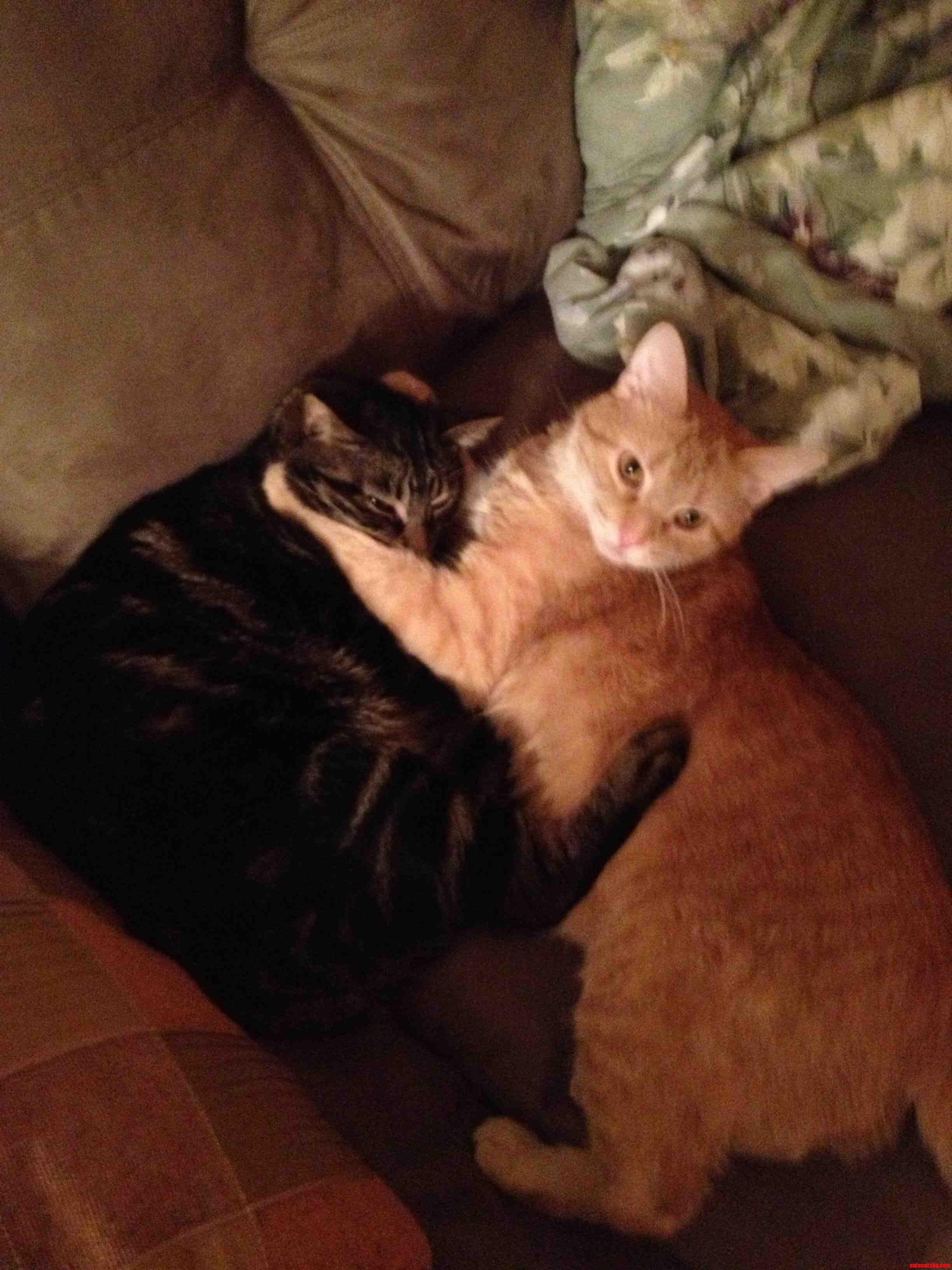 They Usually Hiss at Each Other but When I Went Downstairs This Morning I Saw This