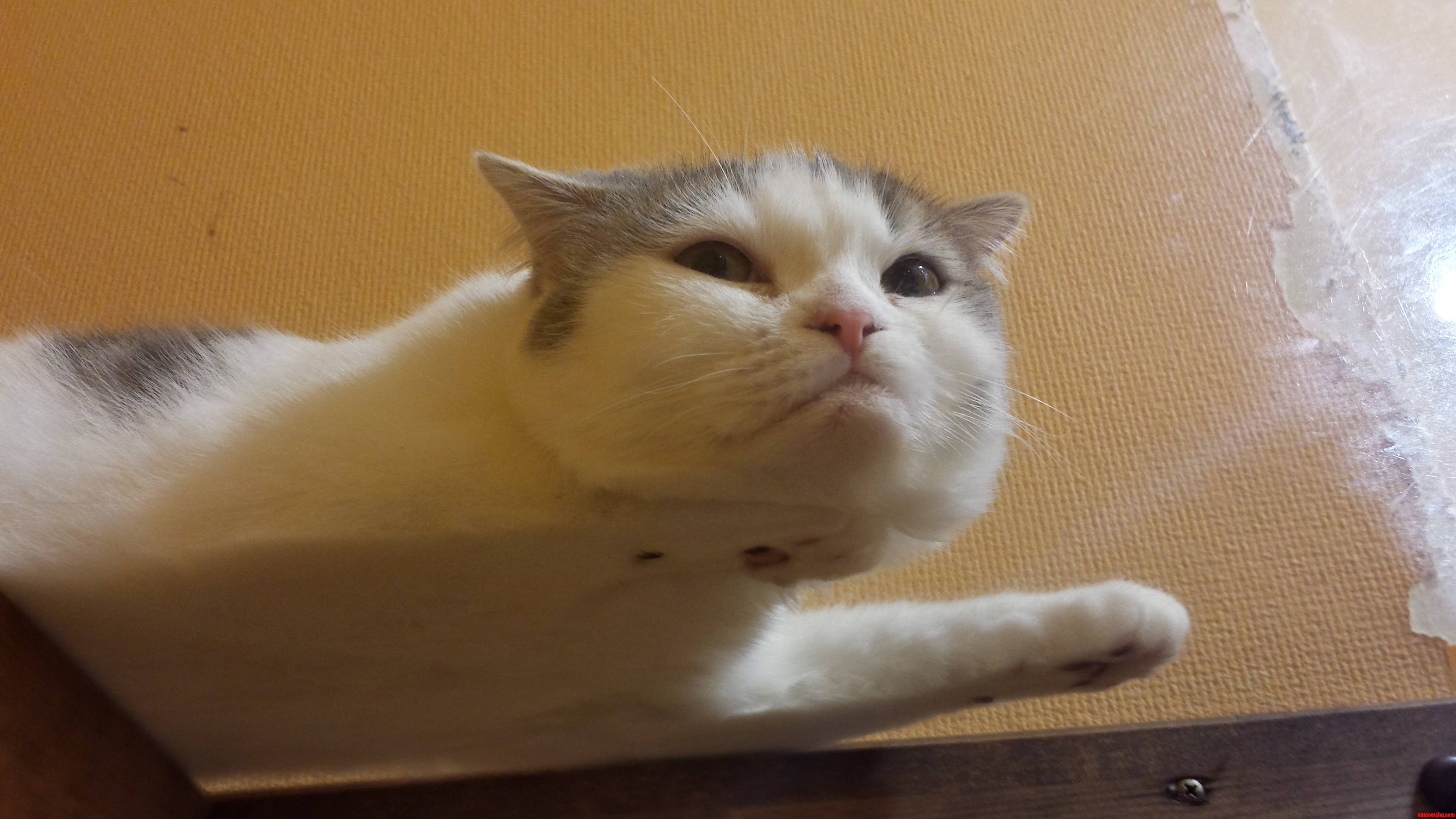 This Cat Was Overjoyed to See Me