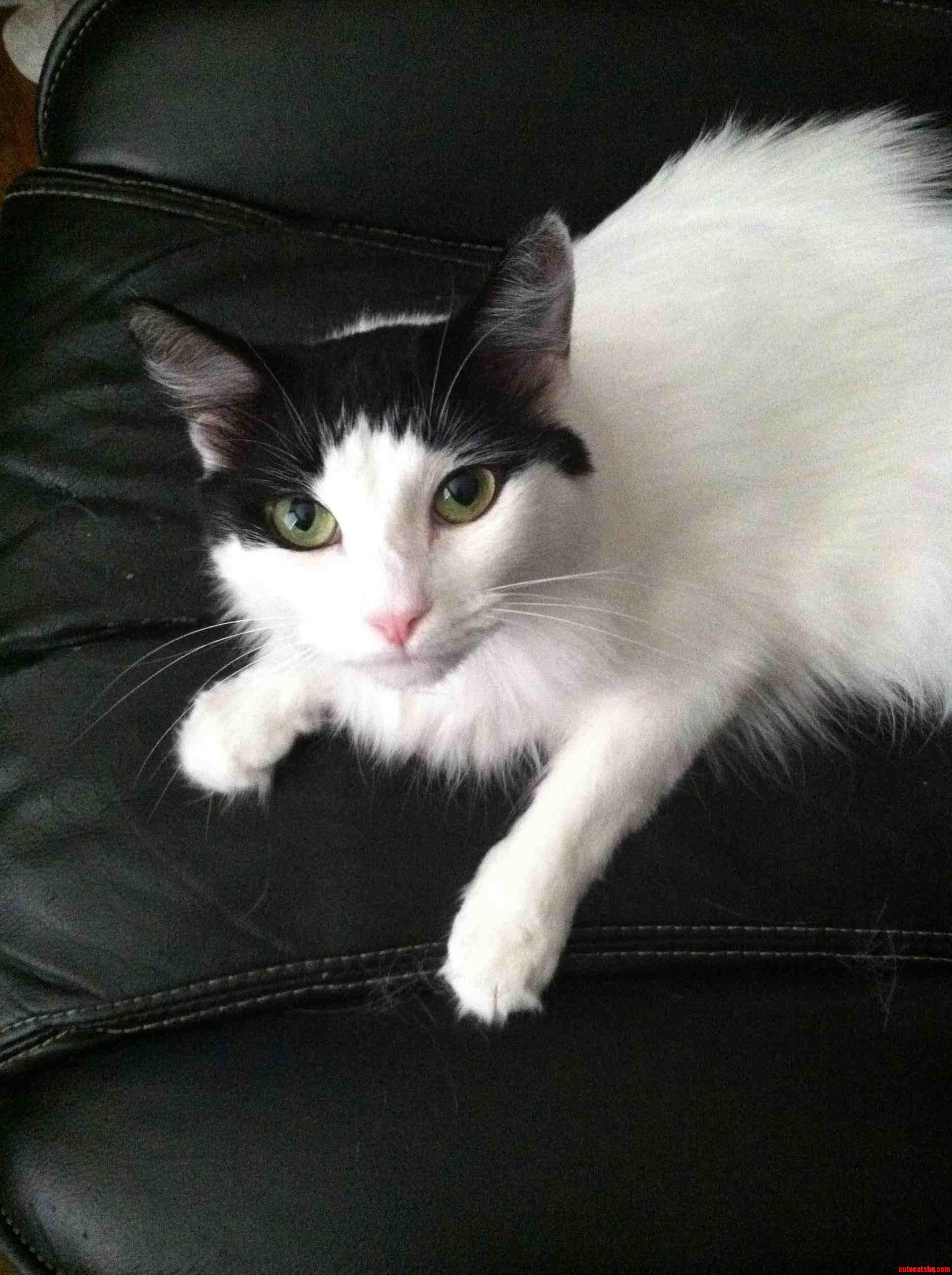 This Is Ariadne My Fiv Positive Adopted Baby