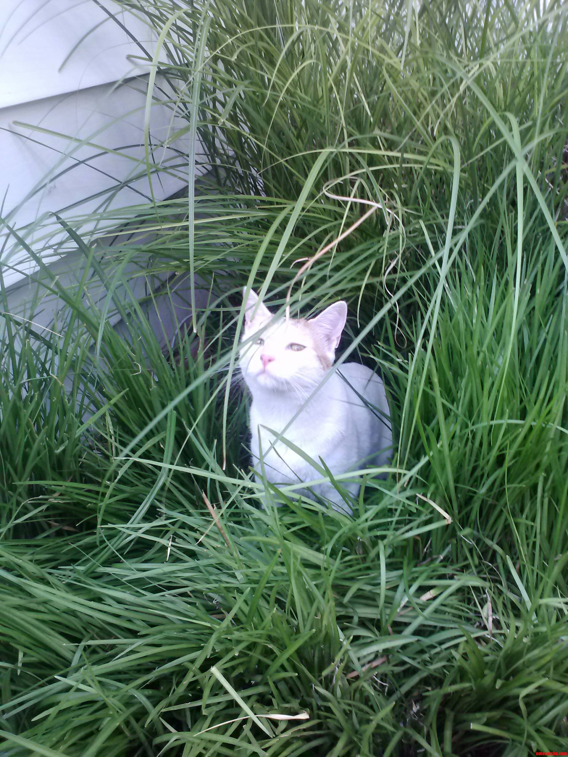 This Is Bella Luis