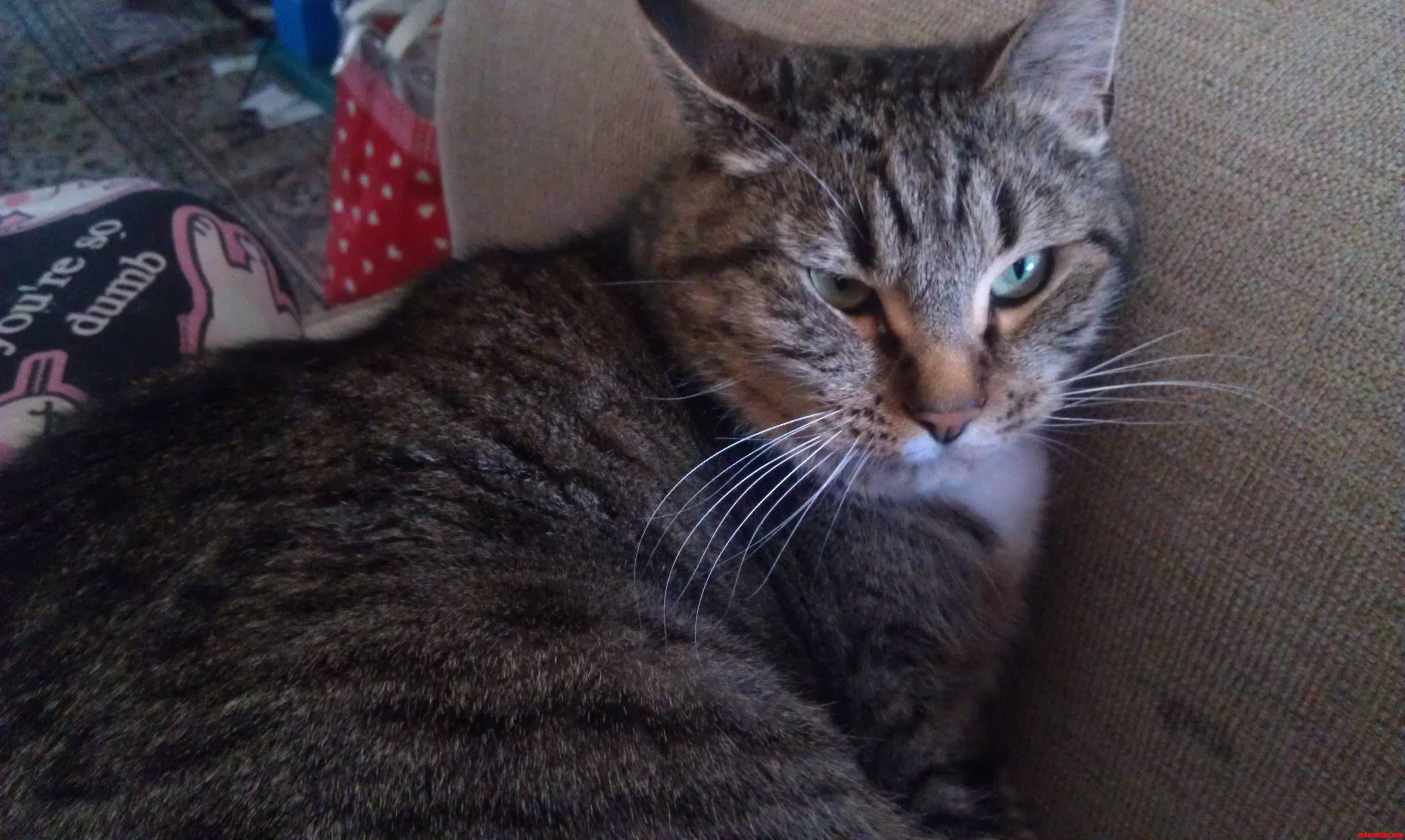 This Is Her Happy  Cuddly Face...