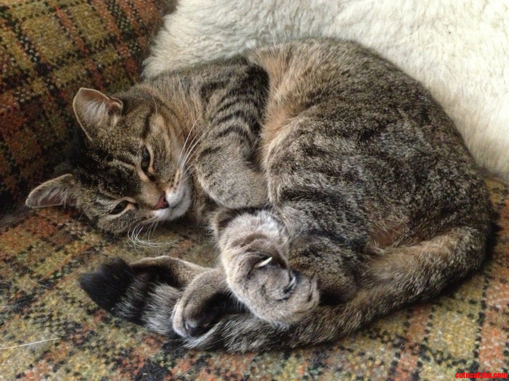 This Is Herbert.