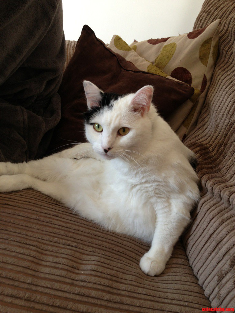 This Is How Dexter Watches Tv