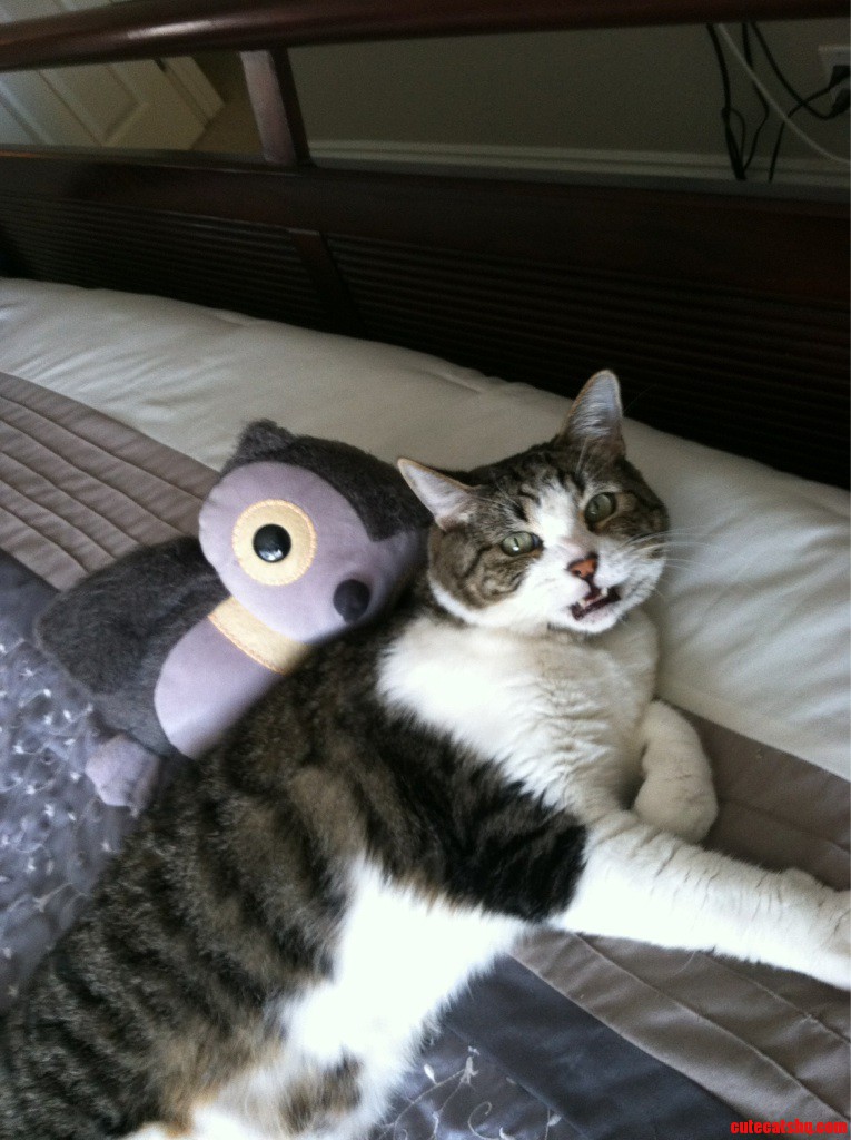 This Is Jasper  He Doesnt Like Mr.owl Too Much