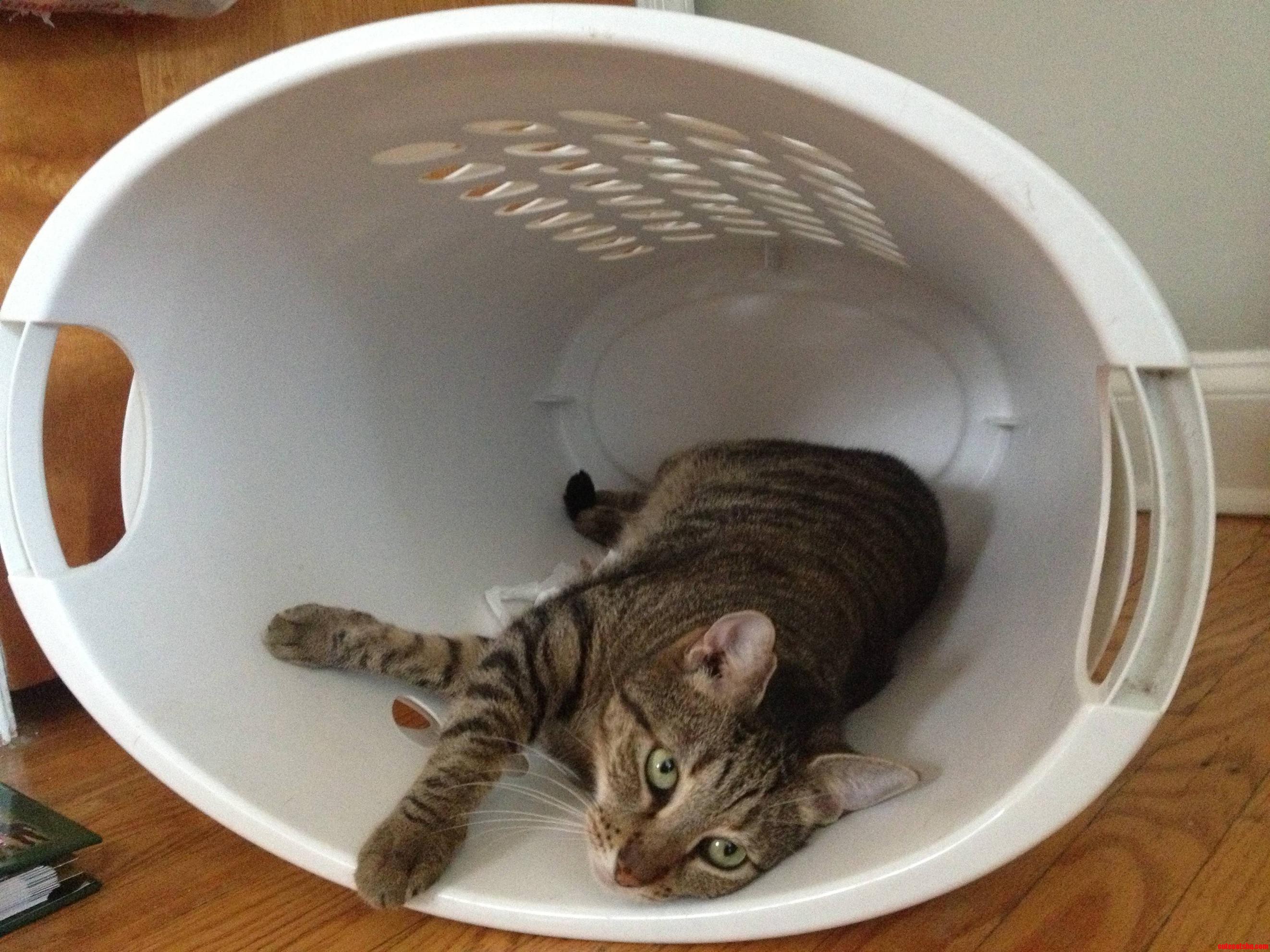 This Is Leo. He Lays Wherever He Wants.