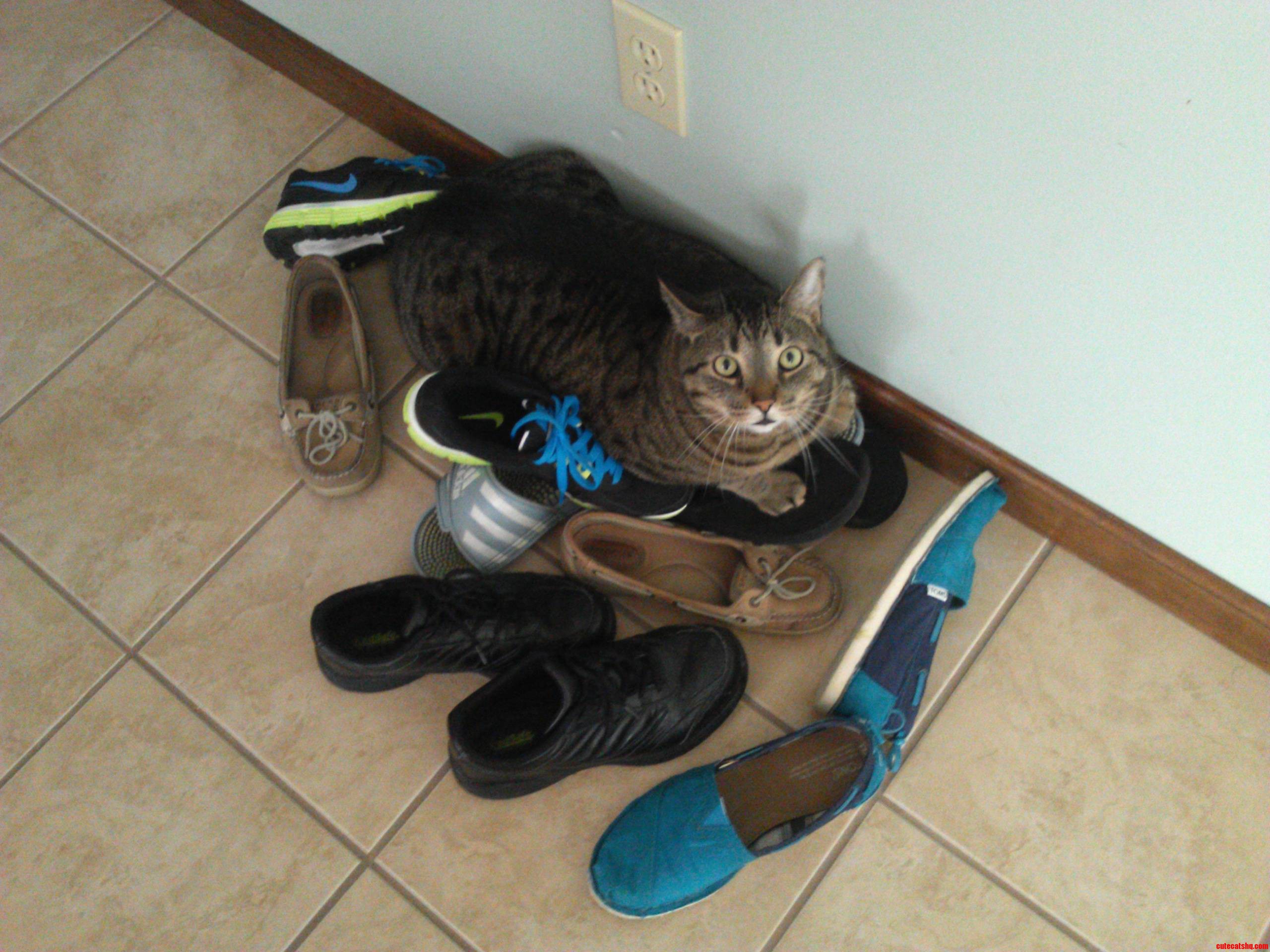 This Is Louie  and He Is a Shoe Hoarder.