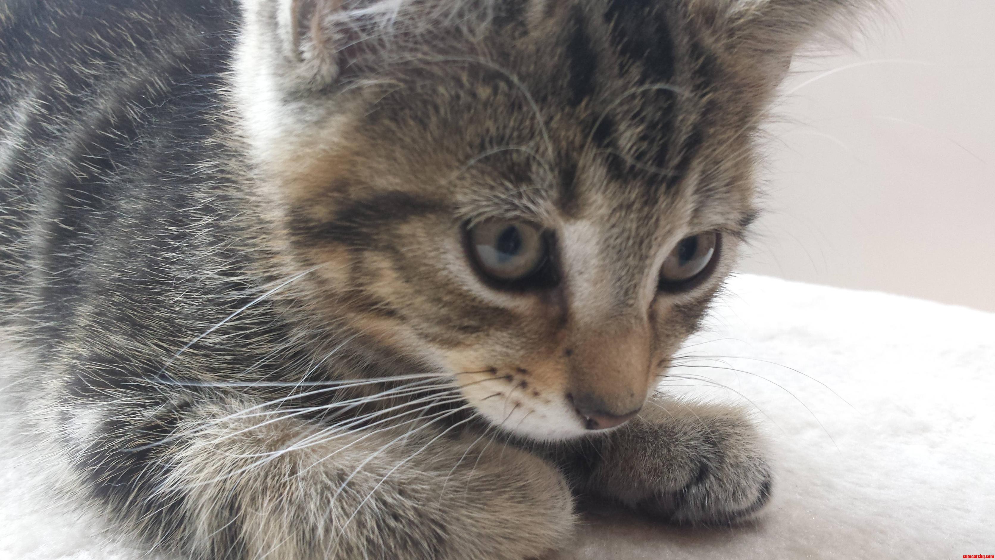 This Is Ludos Hunt the Mousie Face