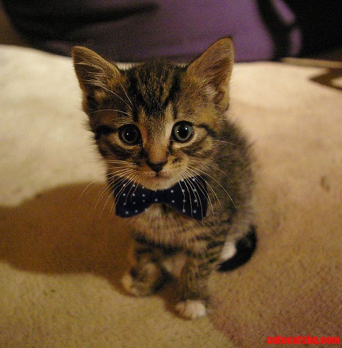 This Is Meeko. He Is Snazzy.