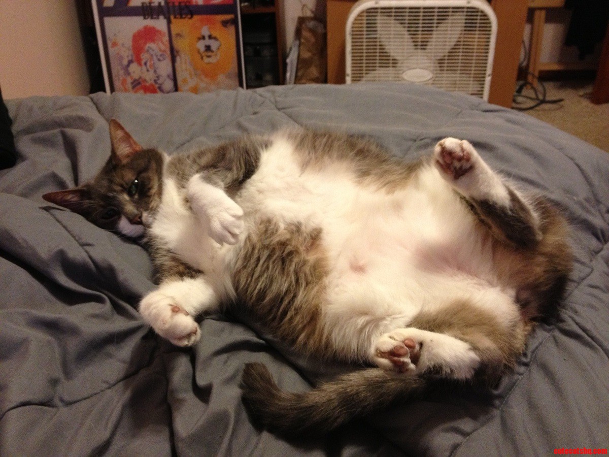 This Is Muffin. Shes 14-years-old and She Loves to Have Her Belly Rubbed.
