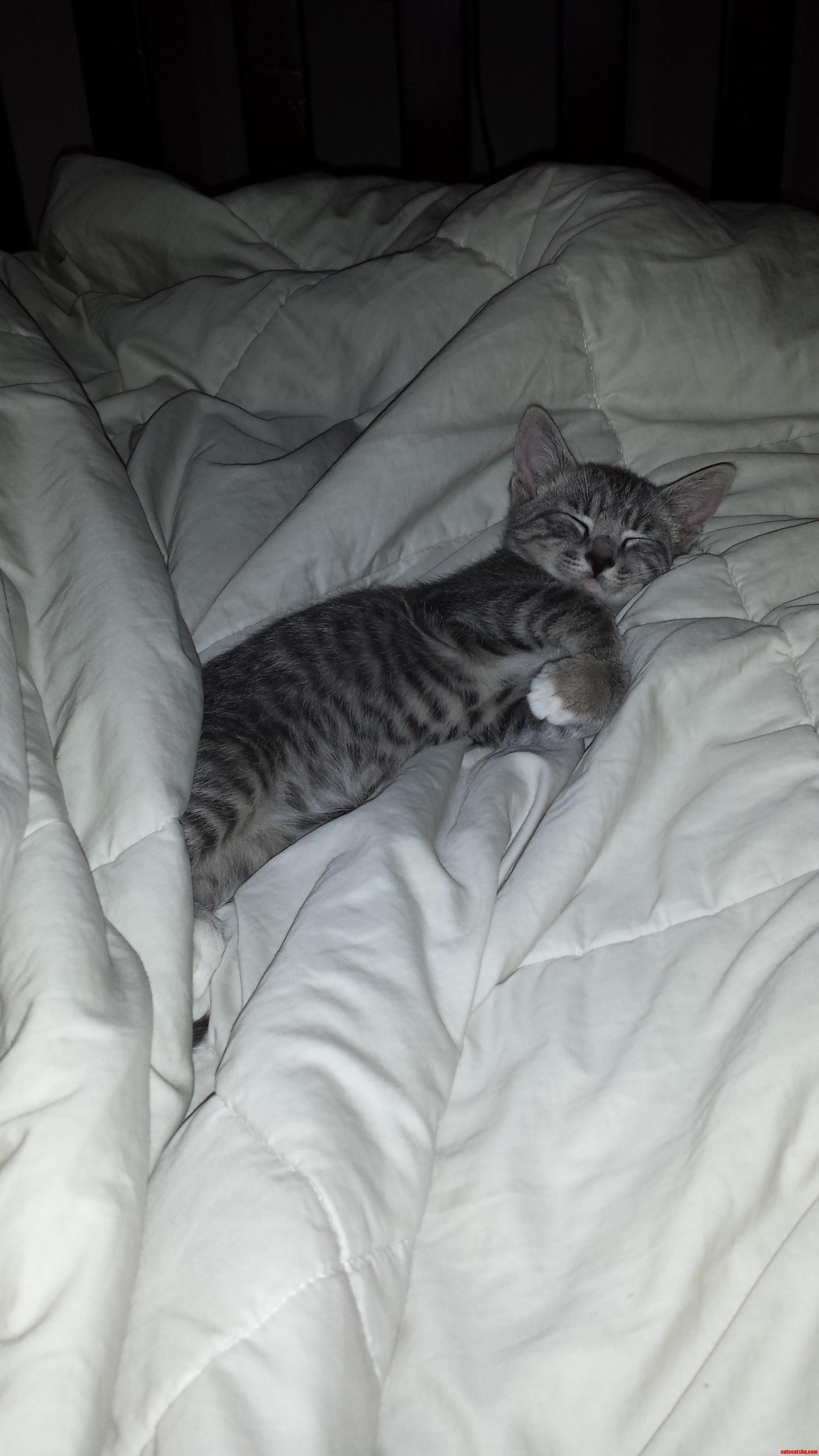 This Is My 2 Month Old Kitten  Guessing He Was the Runt of the Litter Because