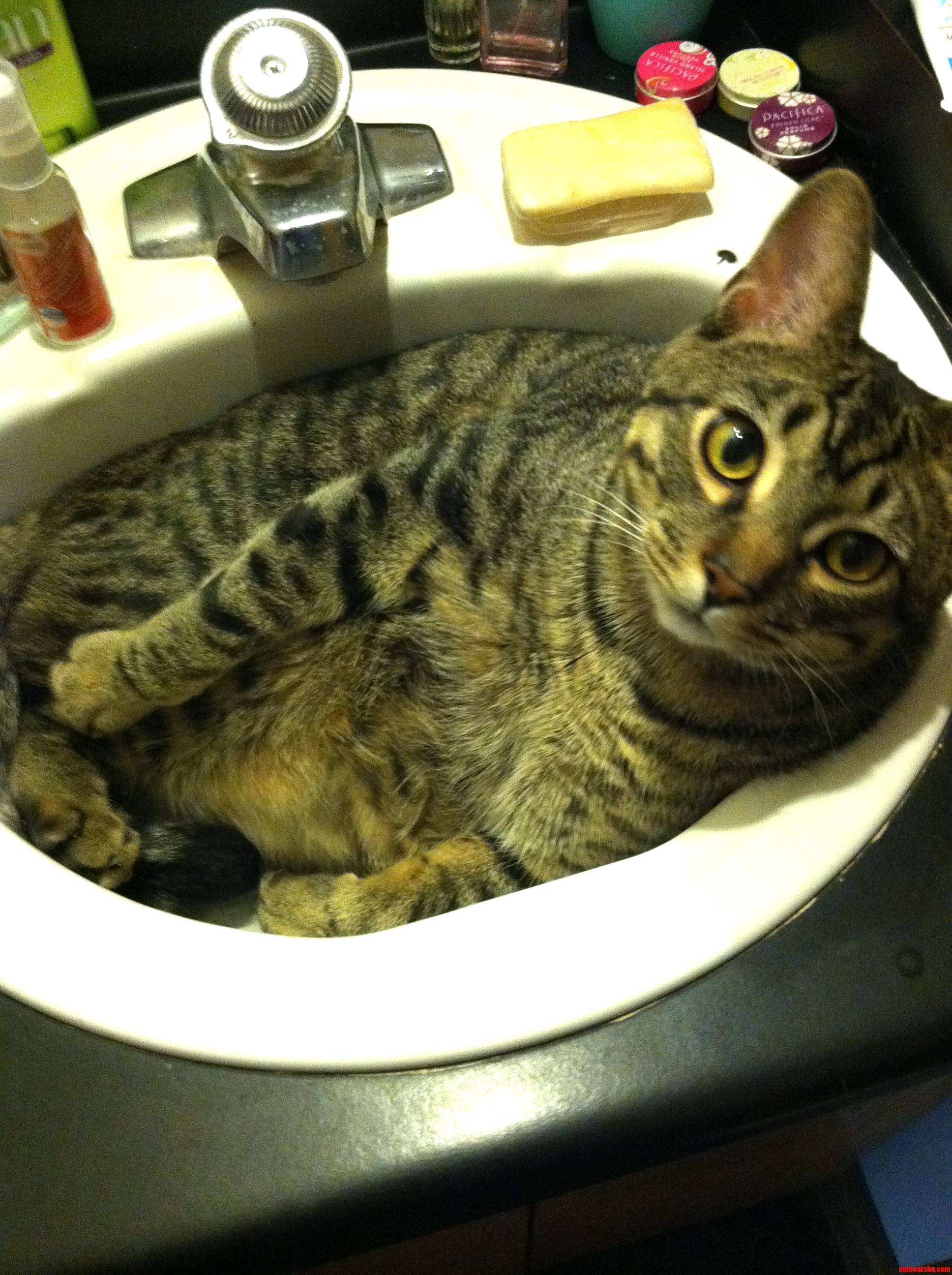 This Is My Cat Archie