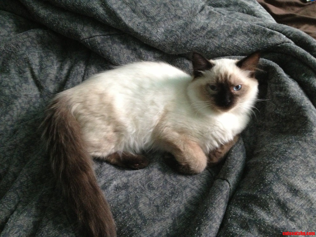 This Is My Kitty. Hes Floofy.