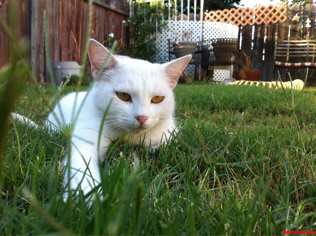 This Is Nikko  After Ten Years of Life You Think She Would Realize That Her Fur Doesnt Make Such Great Camouflage.