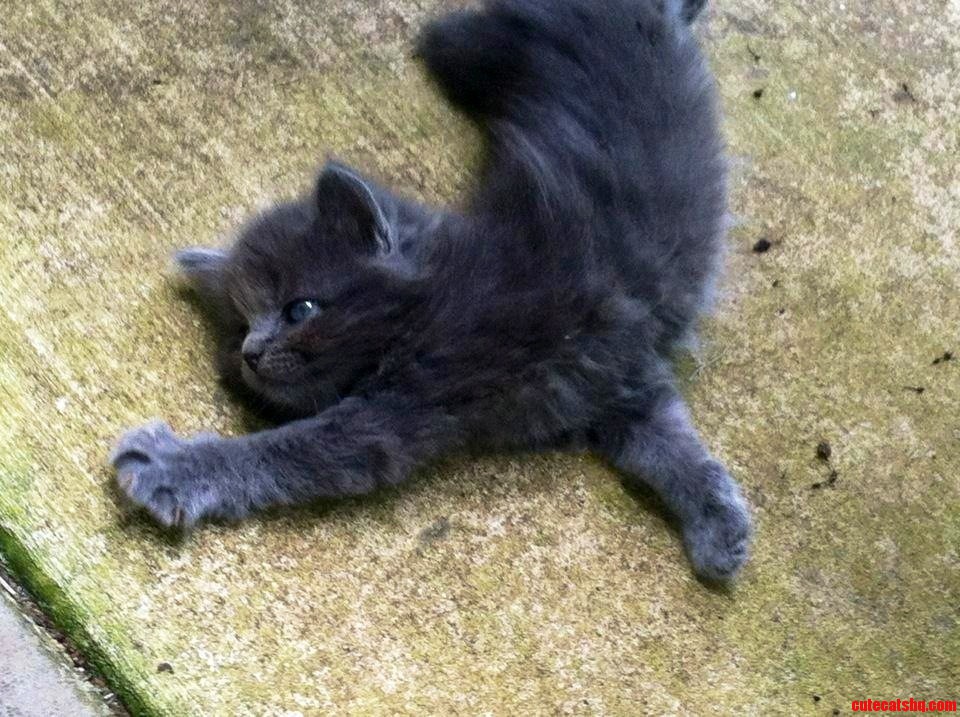 This Is Nub. She Was Born Without a Tail and Was Mentally Challenged