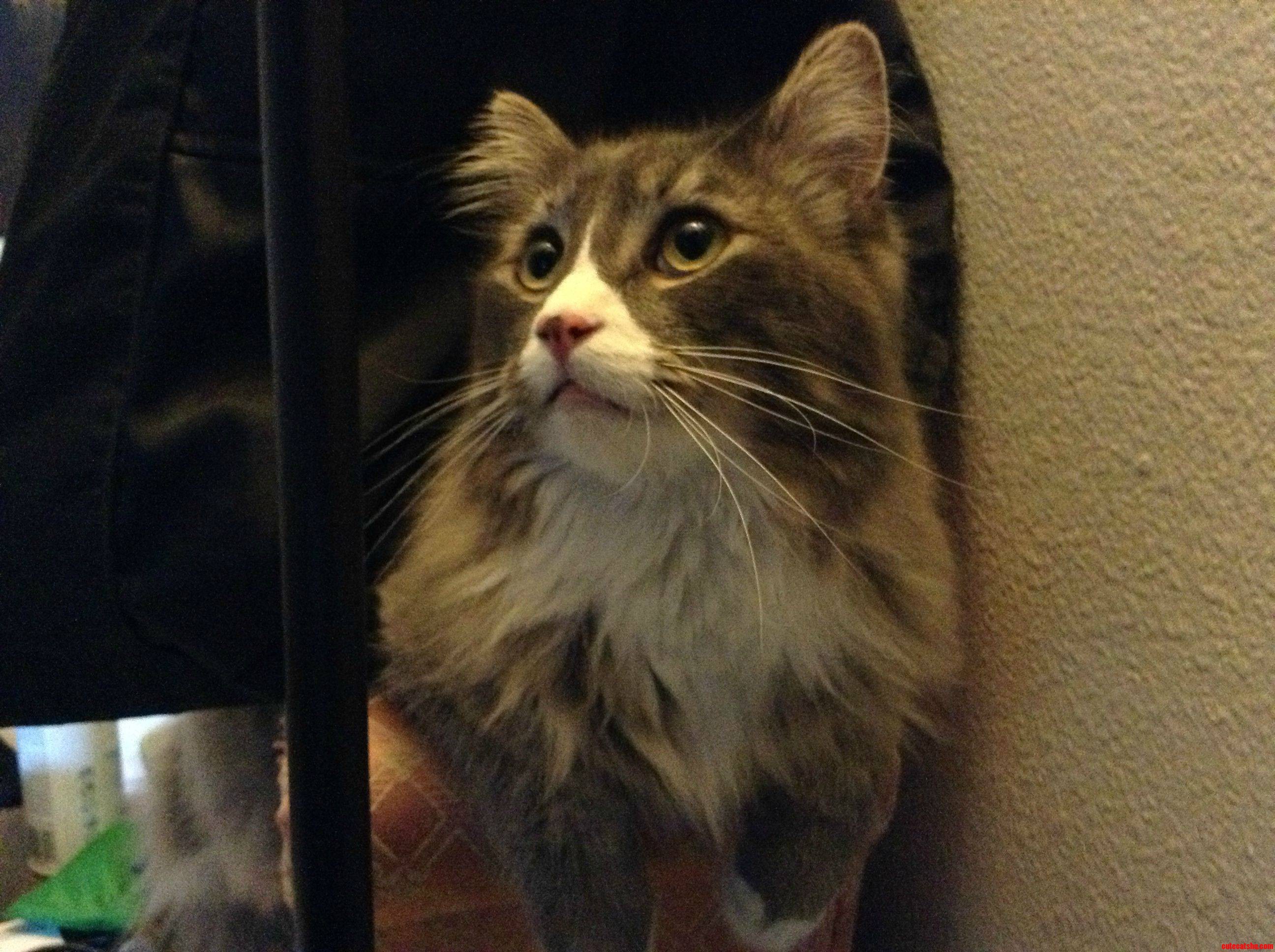 This Is Otto. We Re Cat-sitting Him for Two Weeks.