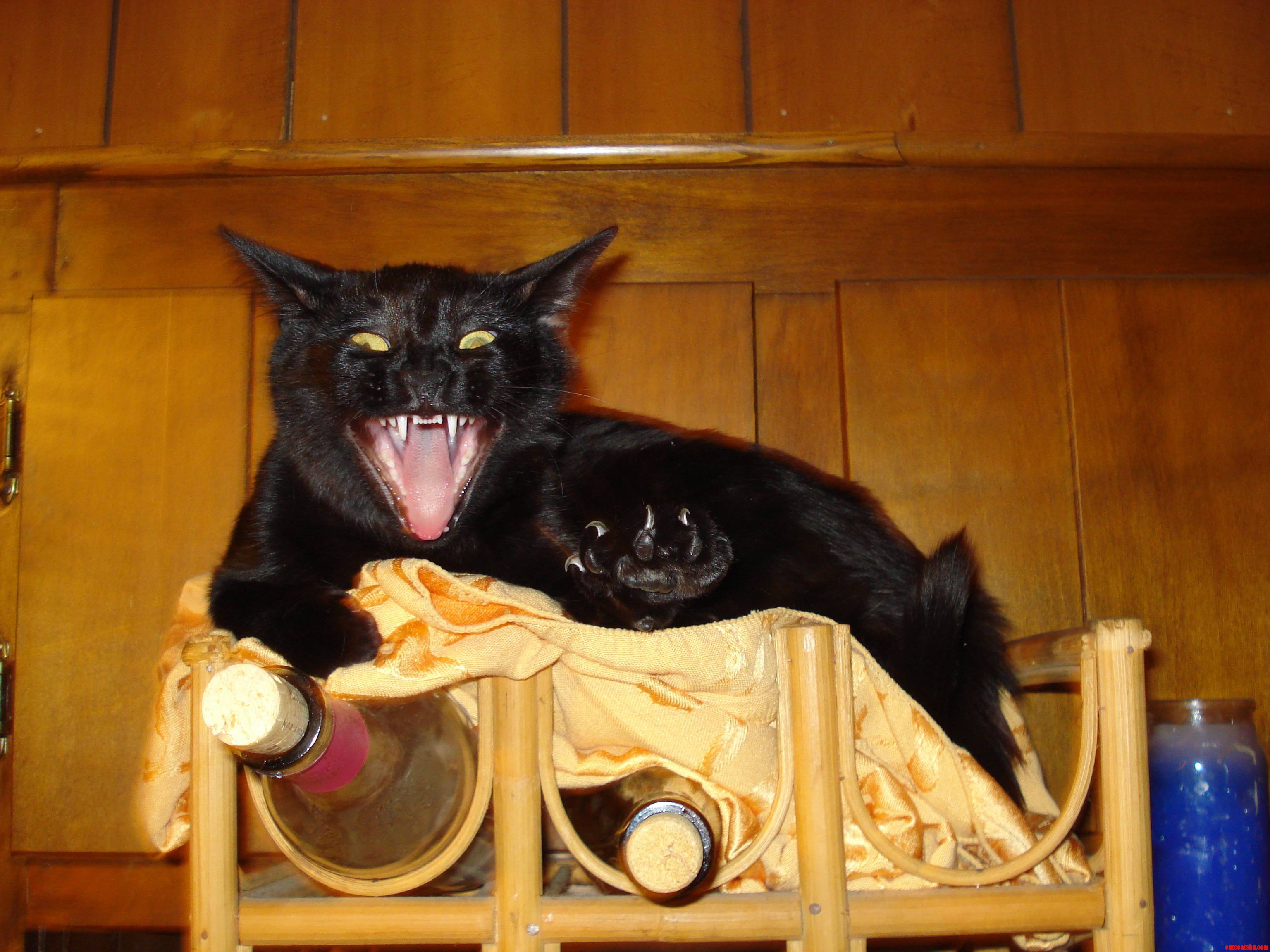 This Is Punkin...she S Actually Yawning but It Looks Completely Badass