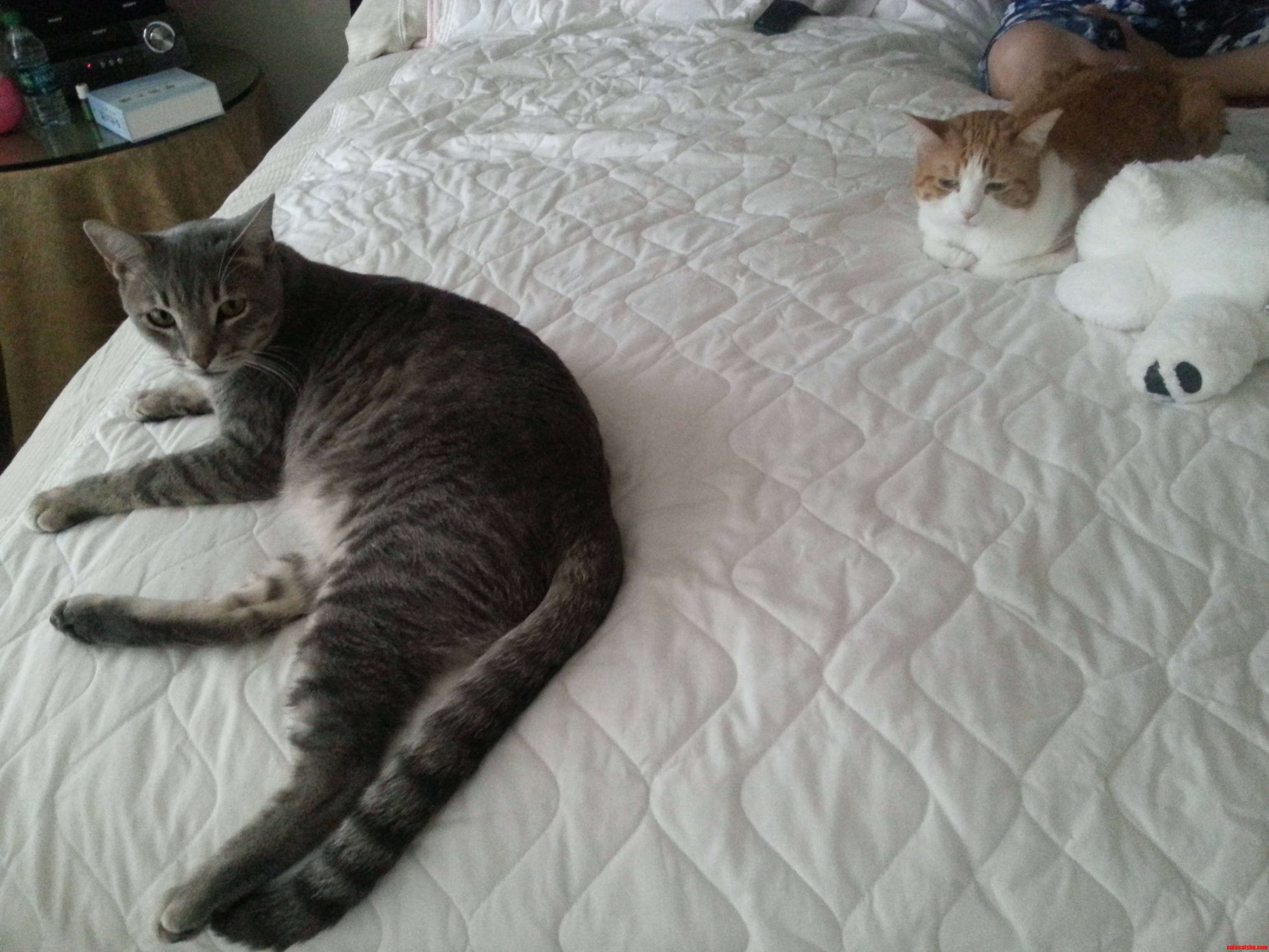 This Is the Closest They Ll Get Without a Fight Breaking Out.