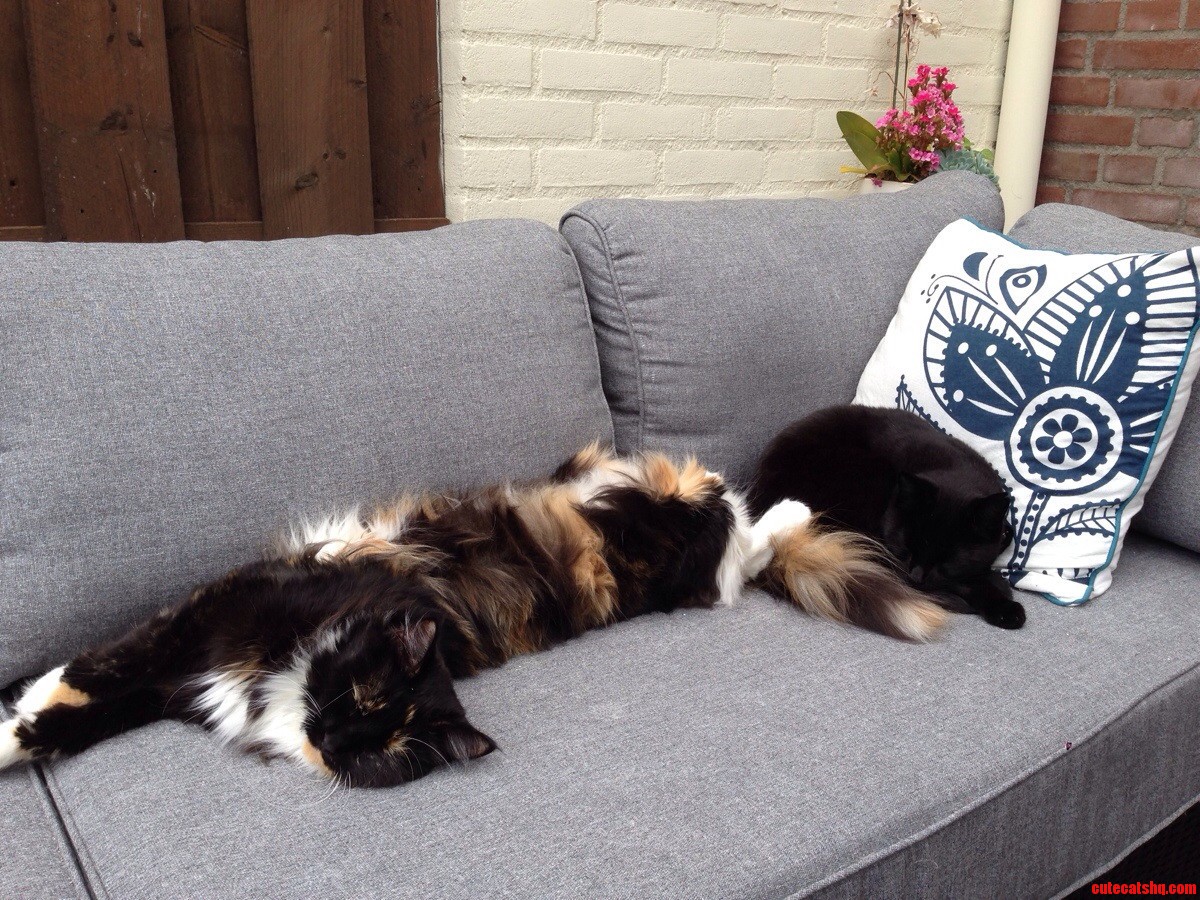 This Is the Difference Between Maine Coons and Normal Cats.