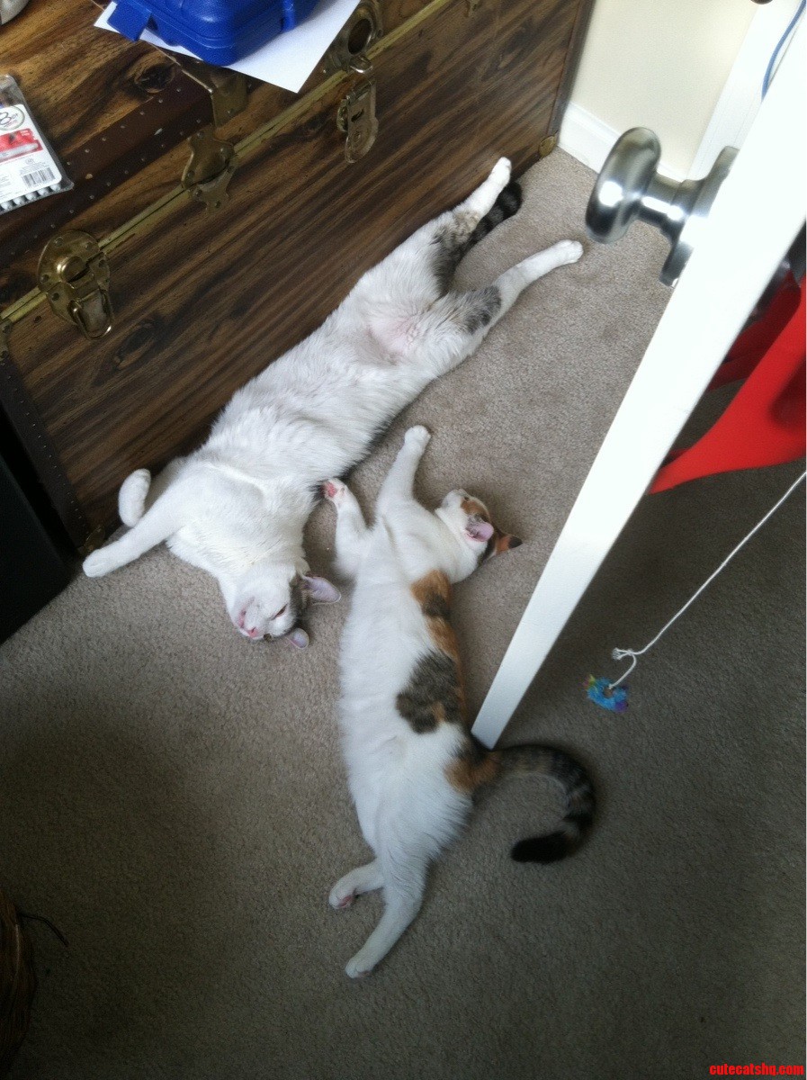 This Is What Happens When I Forget to Turn on the Ac.