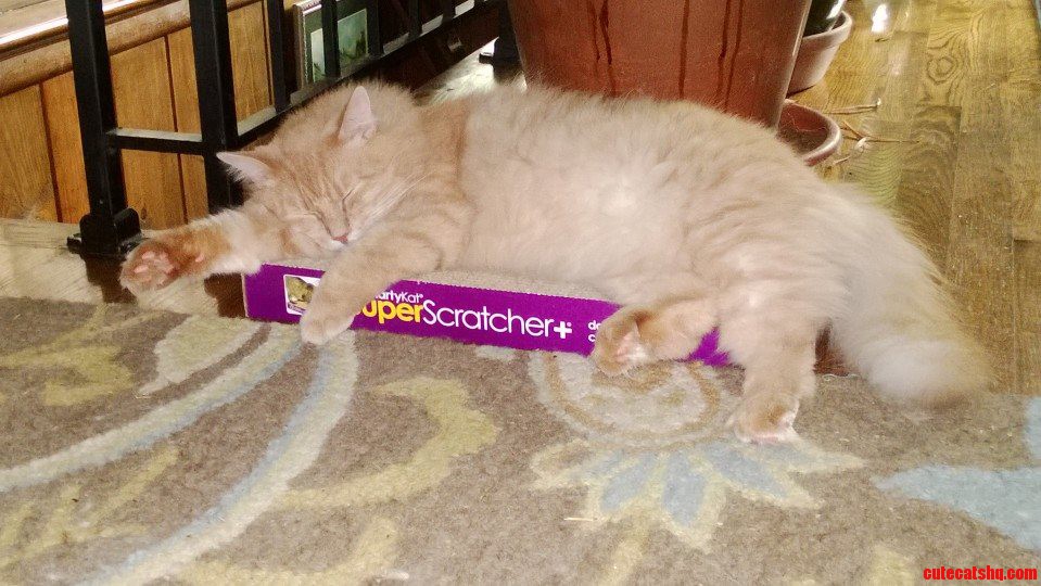 This Is What Happens When I Spend Money on a New Scratching Pad for My Cats.