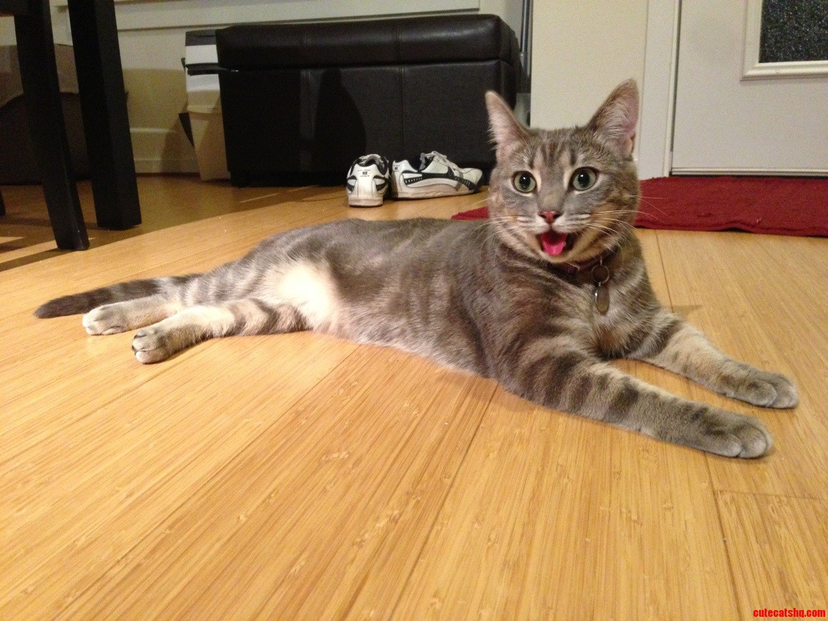 This Is What Happens When We Play Too Much Feather Toy.