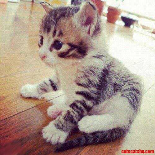 This Kitten Is Super Super Cute