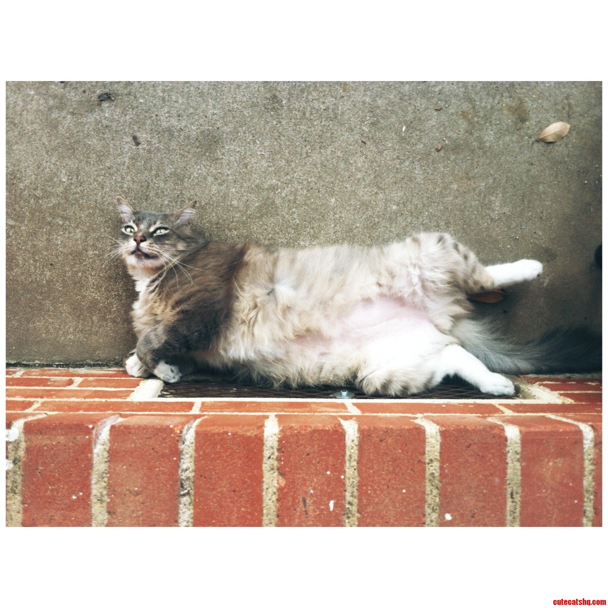 This Sexy Pose Probably Gets Him a Lot of Lady Cats.