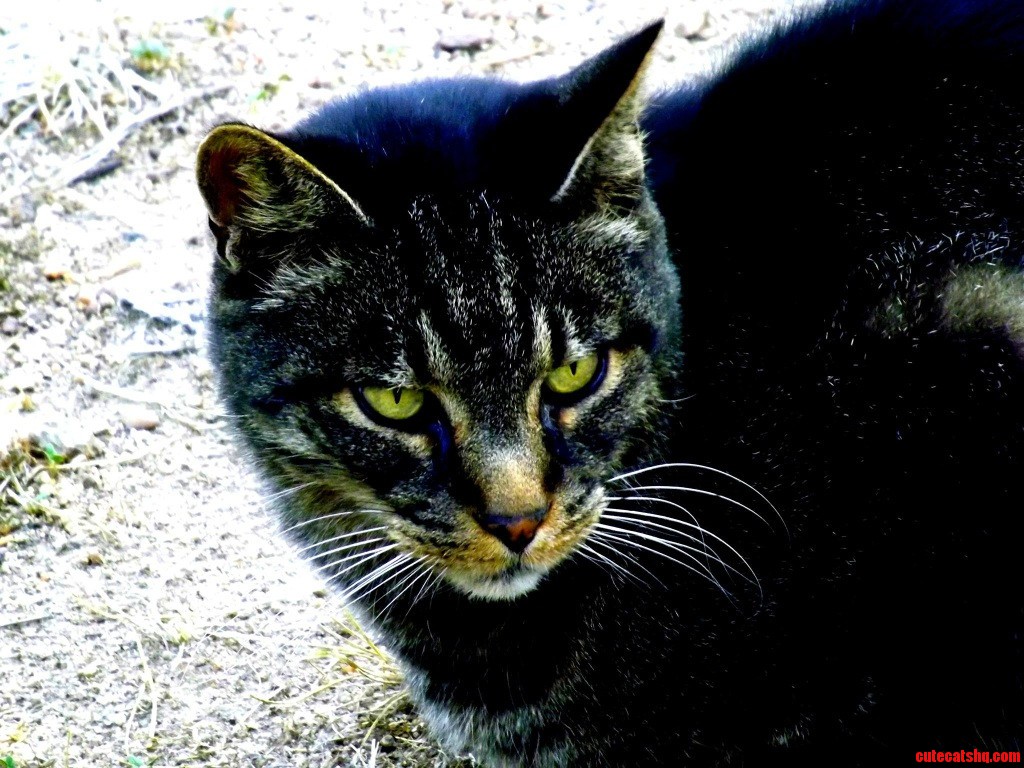 Thomas Consented to Some Camera Time Today...