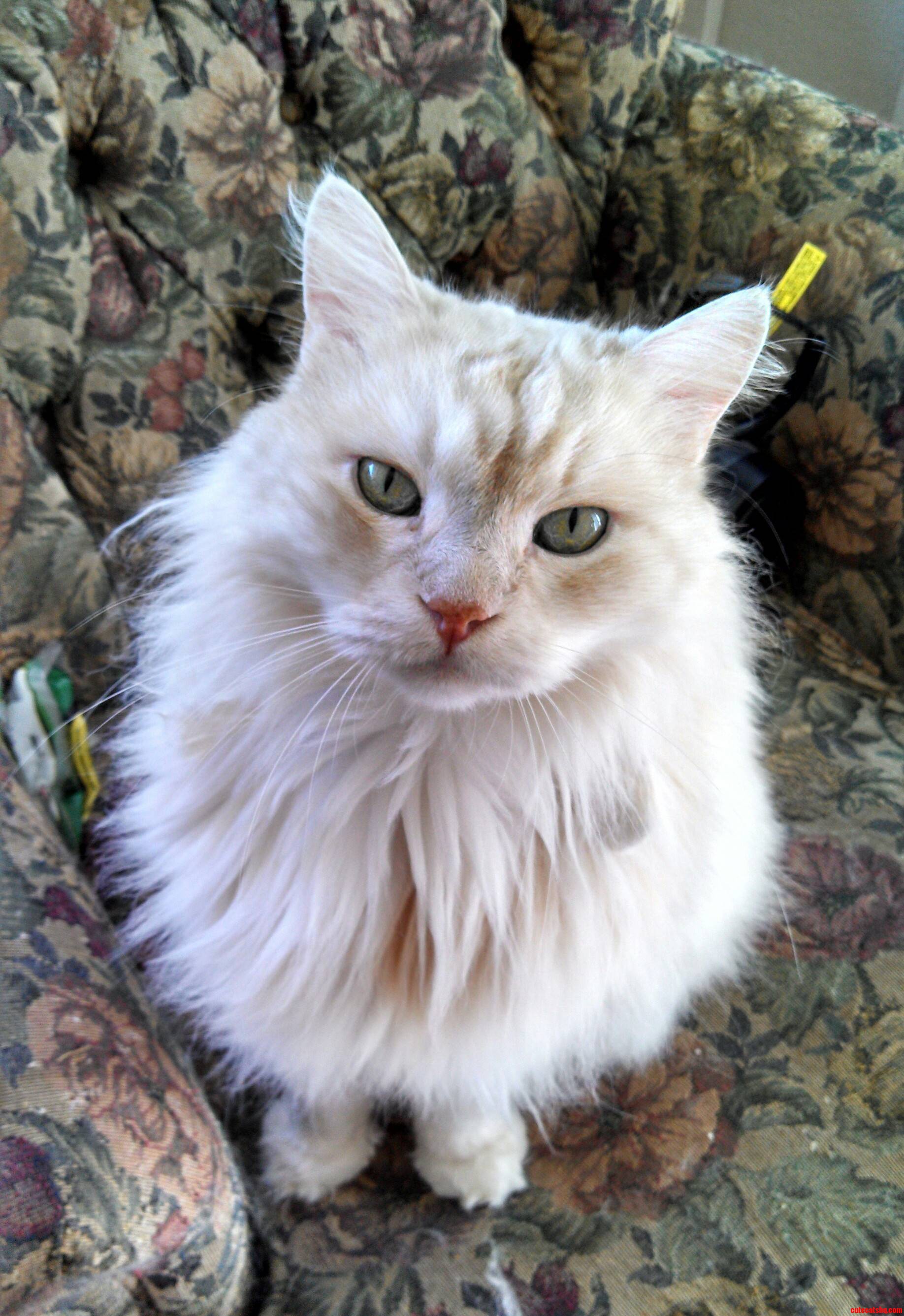 Thought Rcats Would Appreciate My Handsome Boy Too