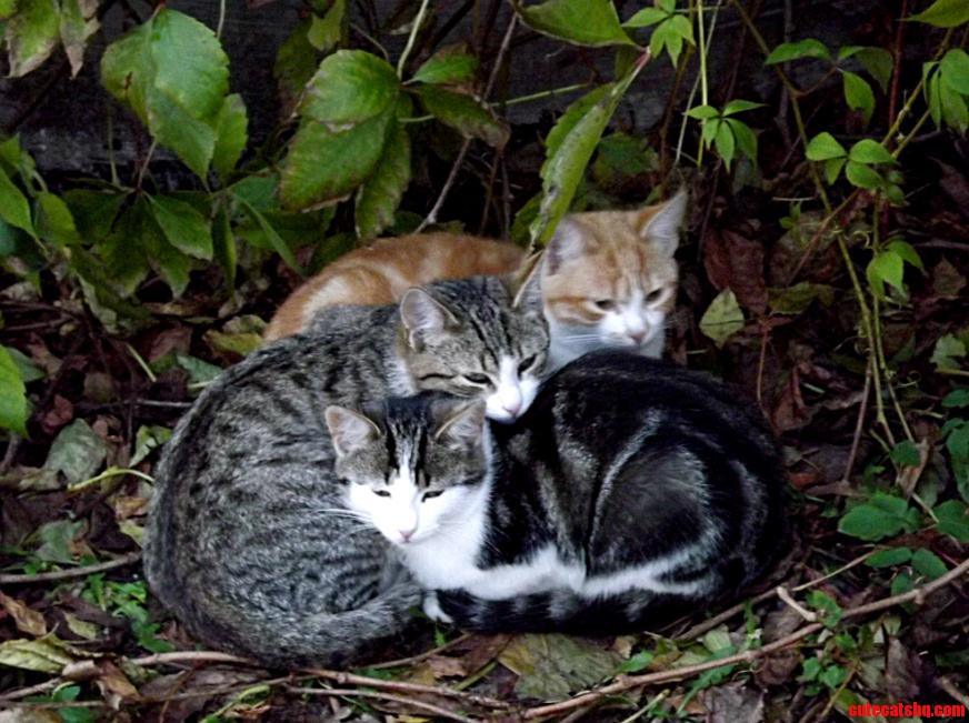 Three Cute Kittens I Saw Last Summer
