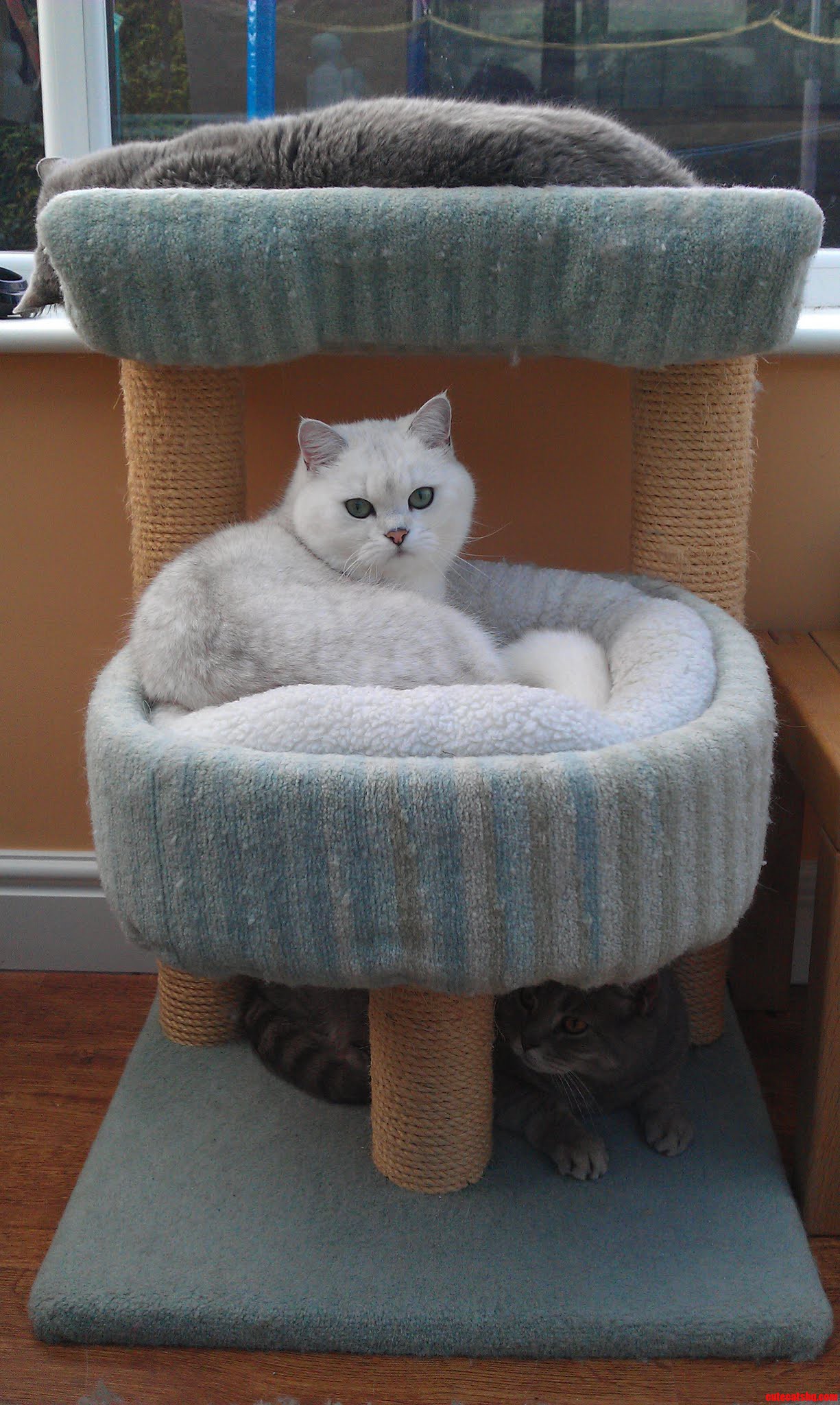 Three Layers of Cat.