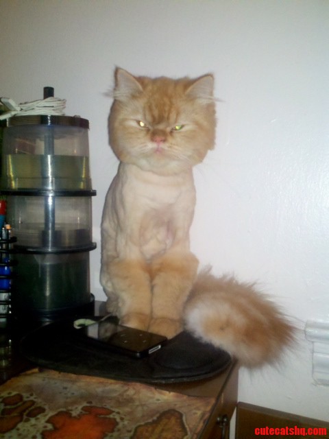 Three Years Ago My Cat Also Had to Be Shaved. She Was Less Than Enthusiastic.