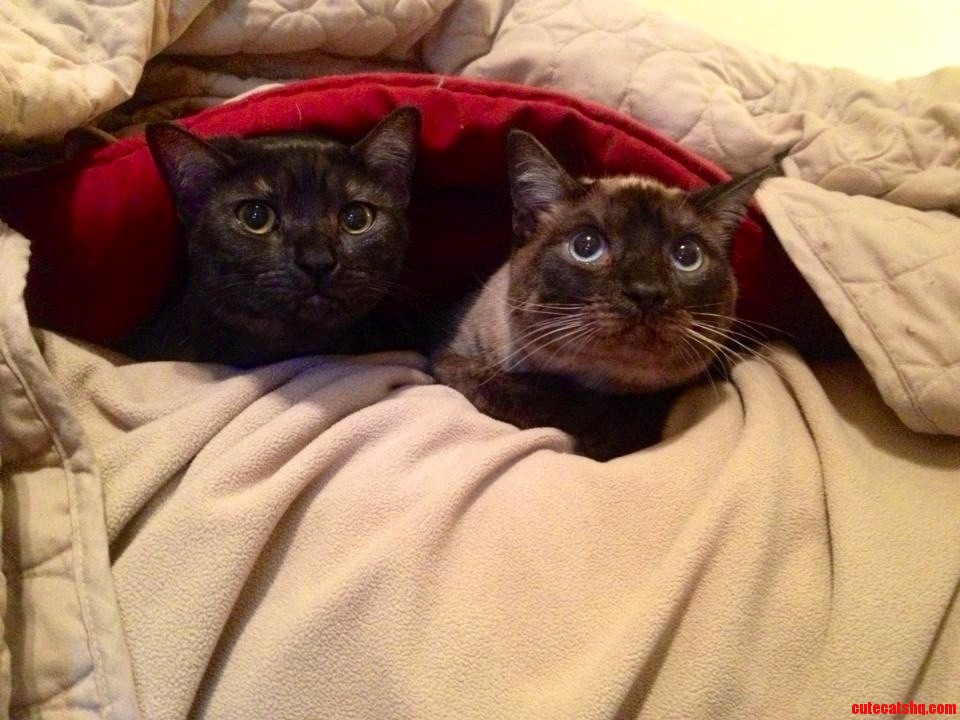 Thunder Buddies for Life