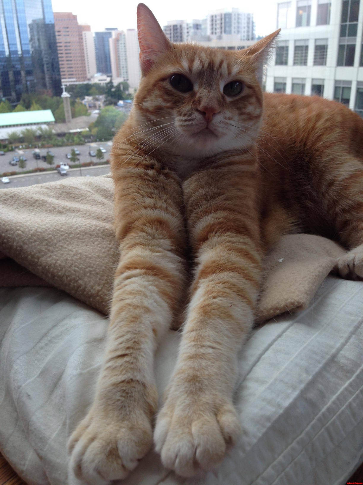 Tigger Just Streeeeetching Out for a Nice Nap...