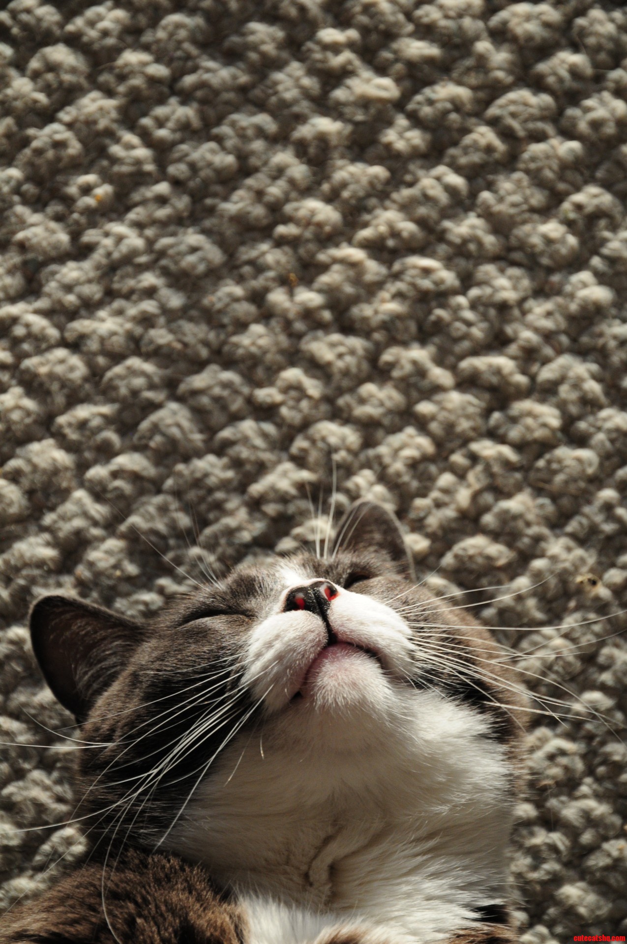 Timmy - I Ve Never Met Your Cat  but Hes Better Than Your Cat.