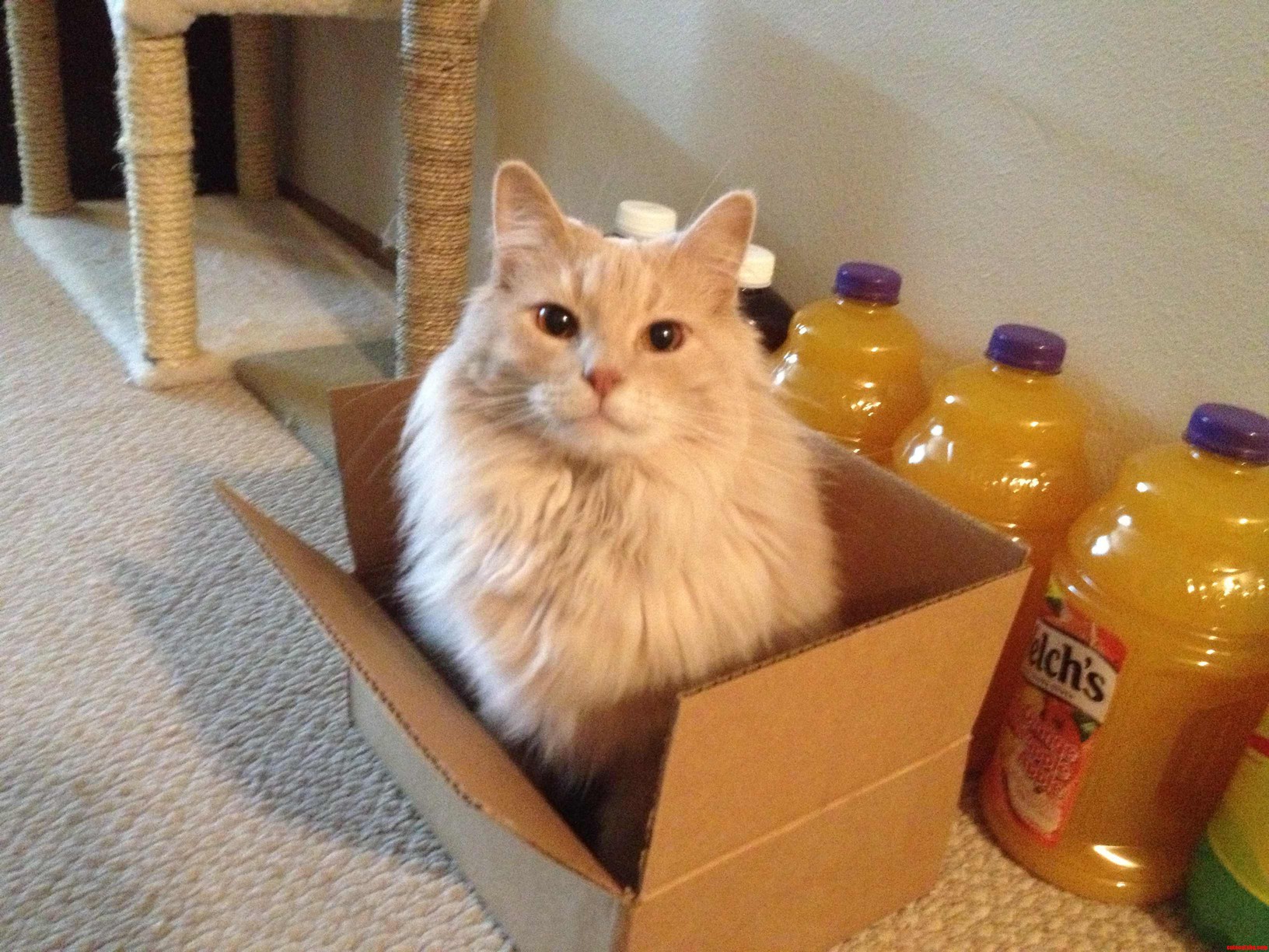 Toby in a Box.
