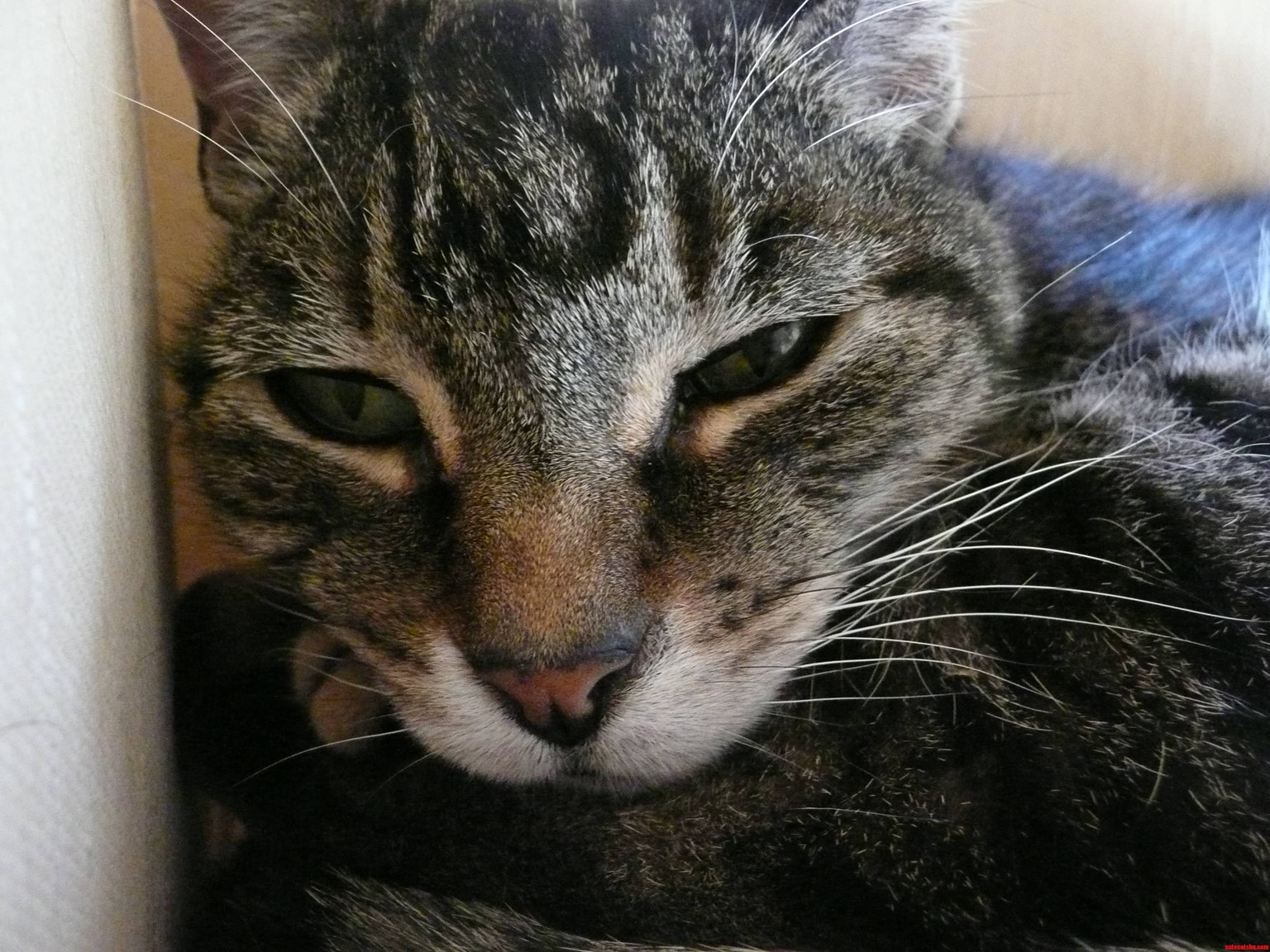 Today Is Puddys 17th Birthday Shes Thrilled.