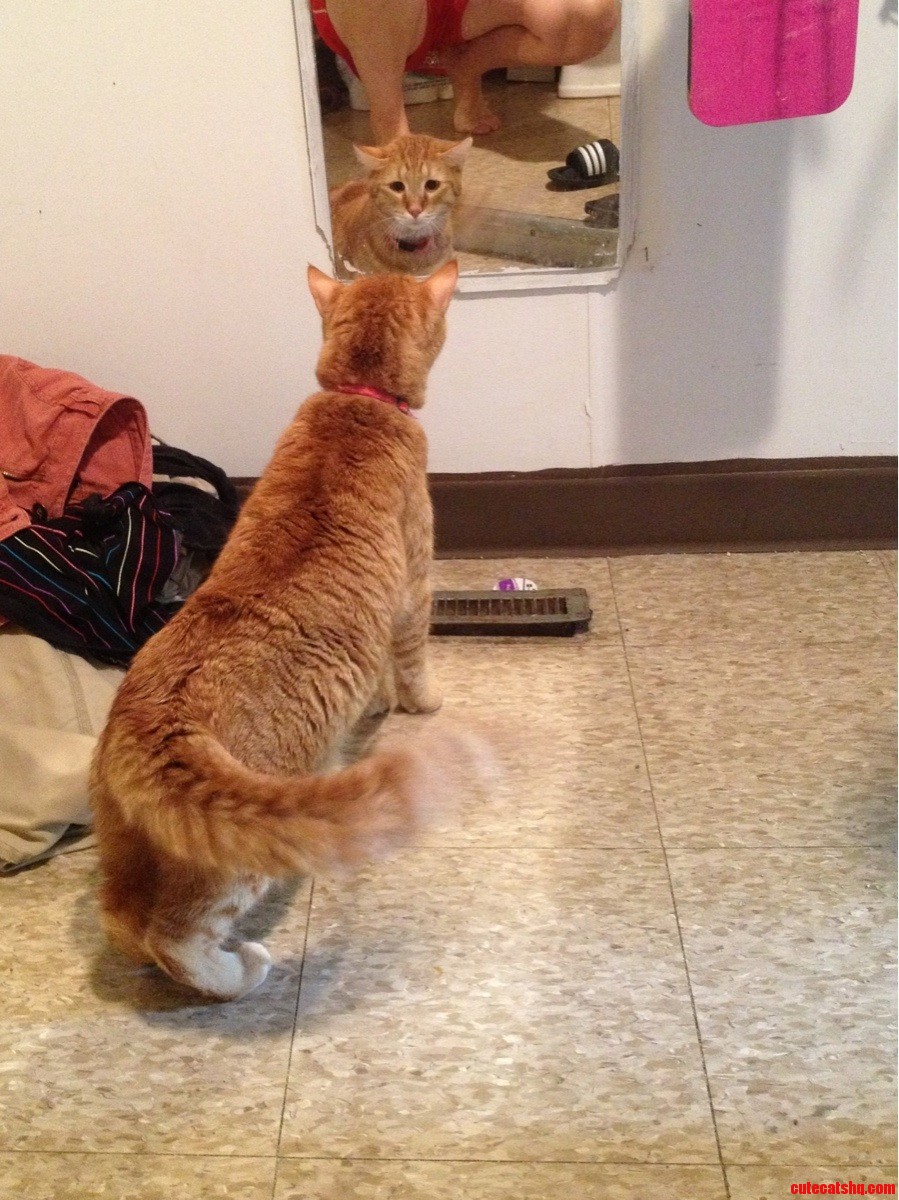 Today Is the Day He Suddenly Notices the Bathroom Mirror and Decides to Be Terrified.