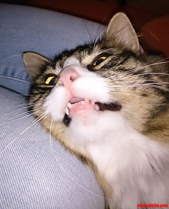 Today Was the Day My Cat Went Full Derp.