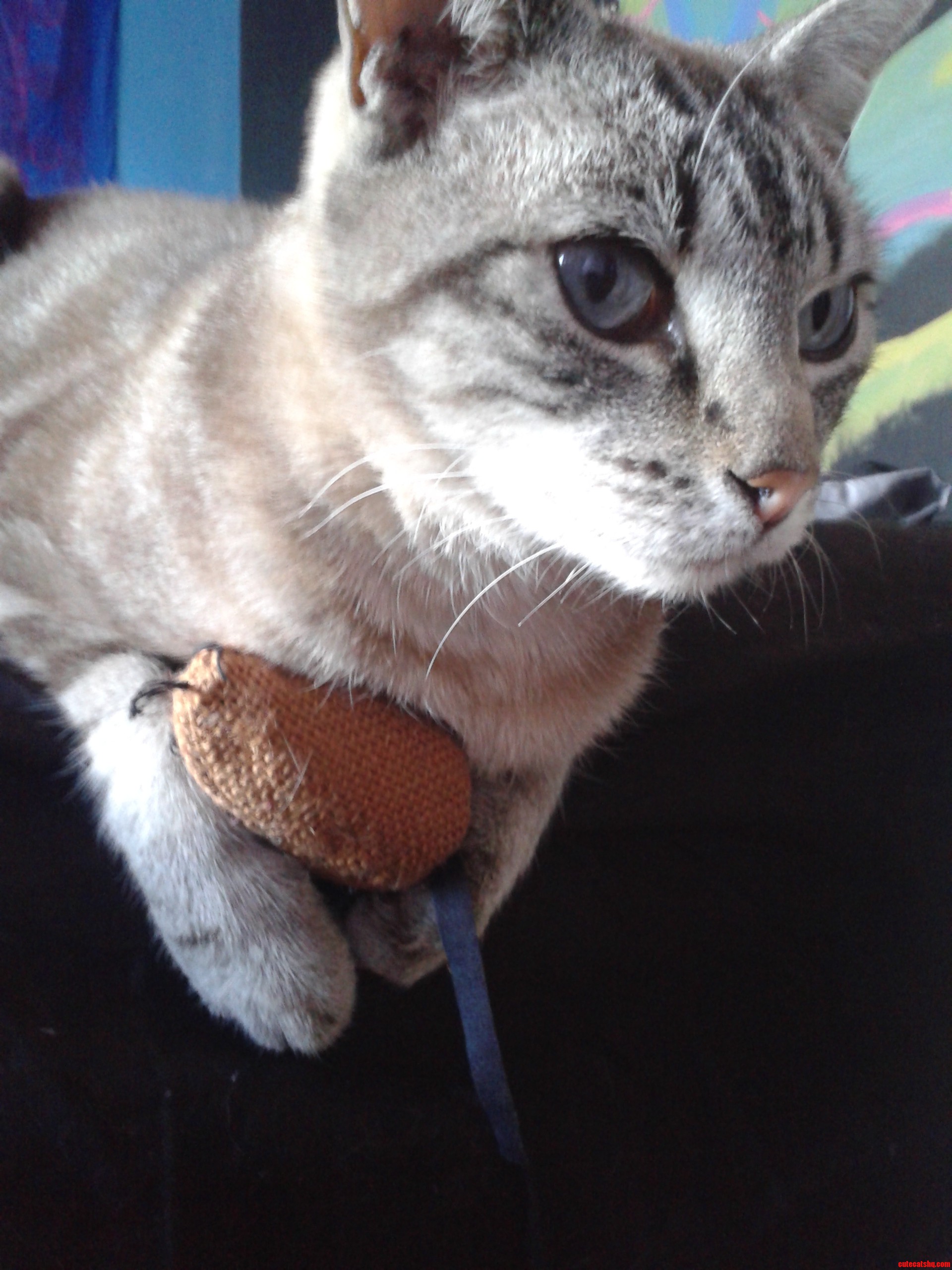 Tommy and His Mouse.
