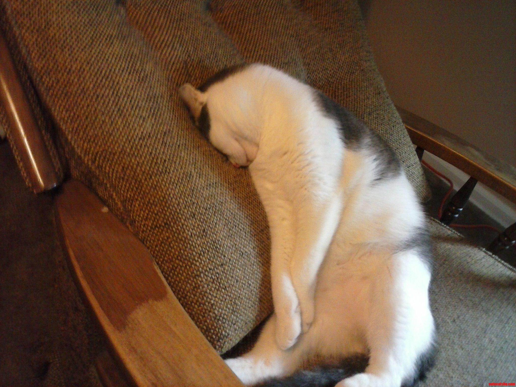 Too Much Catnip.