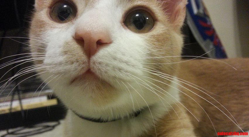 Update  Wheatley Has a Clean Bill of Health.   Animal Control Says Hes Not on House Arrest Anymore.