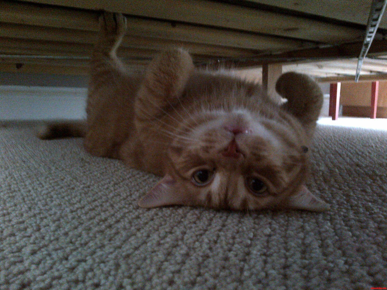 Upside Down Under the Bed