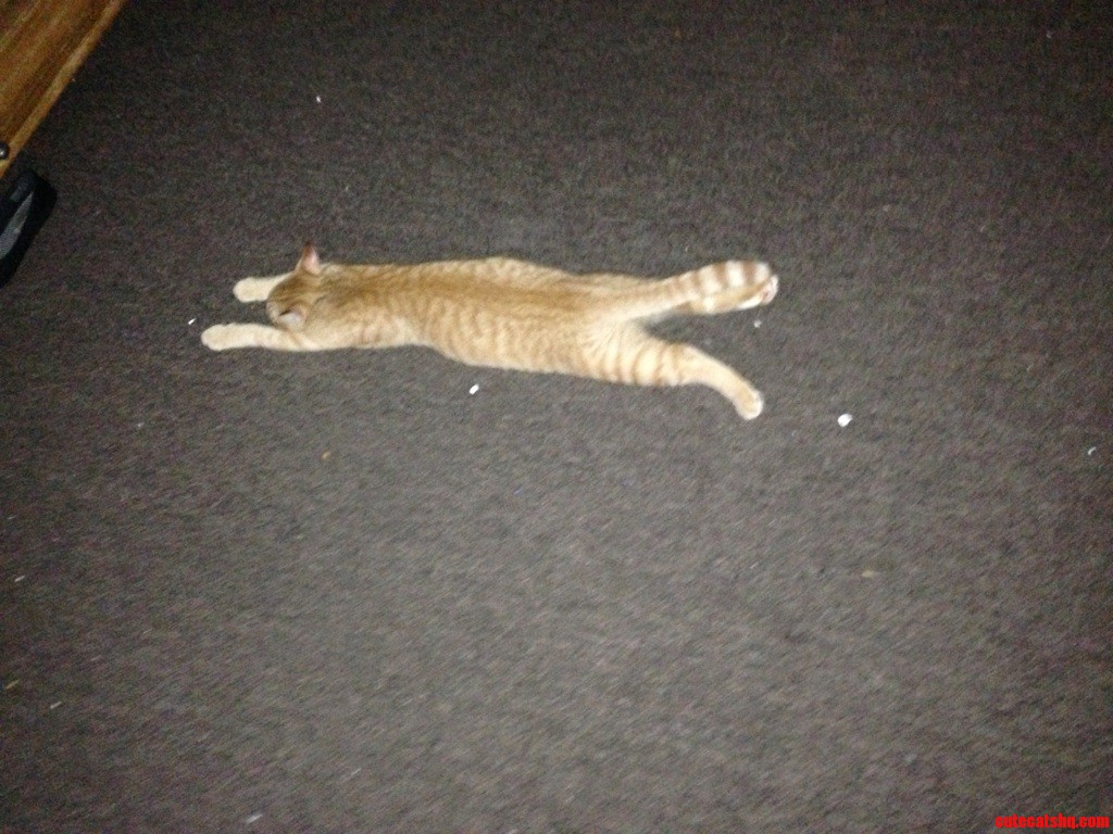 Vacuumed the Floor.. Then He Laid Like This for 3 Hours.