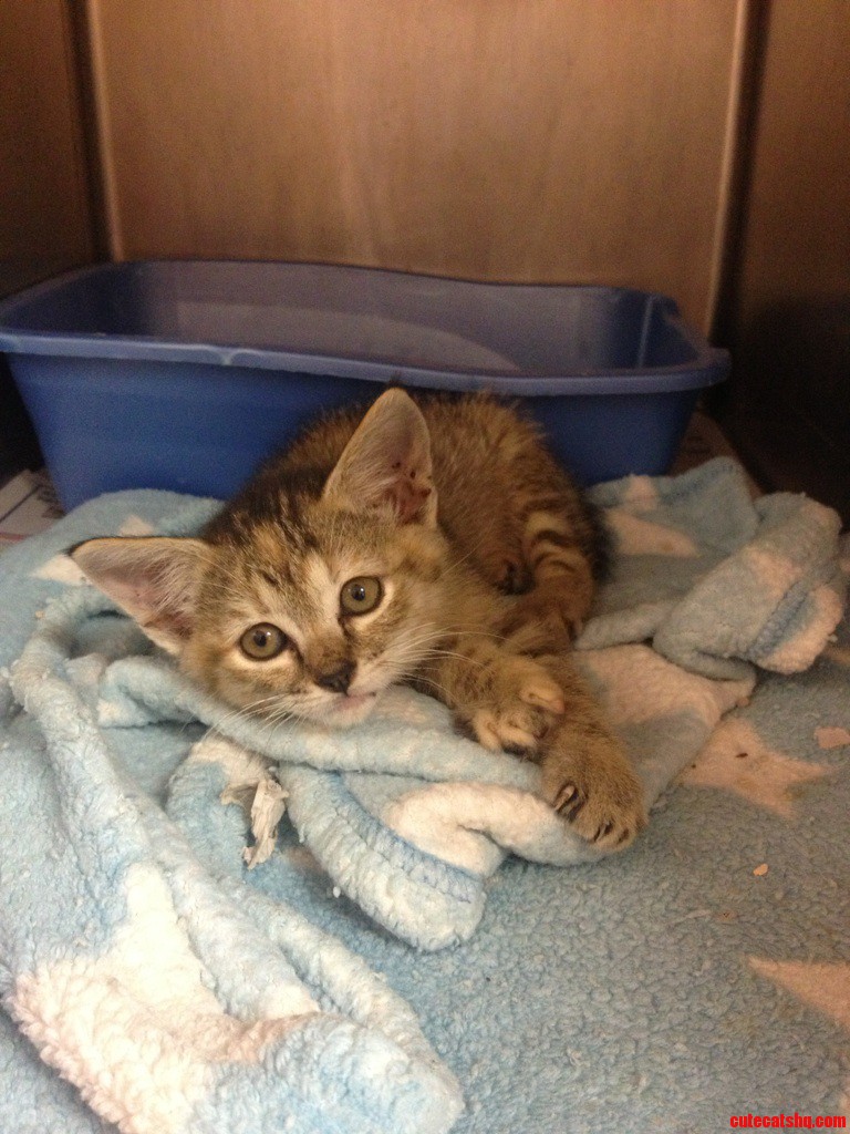 Was Able to Get This Beauty from the Spca Today.
