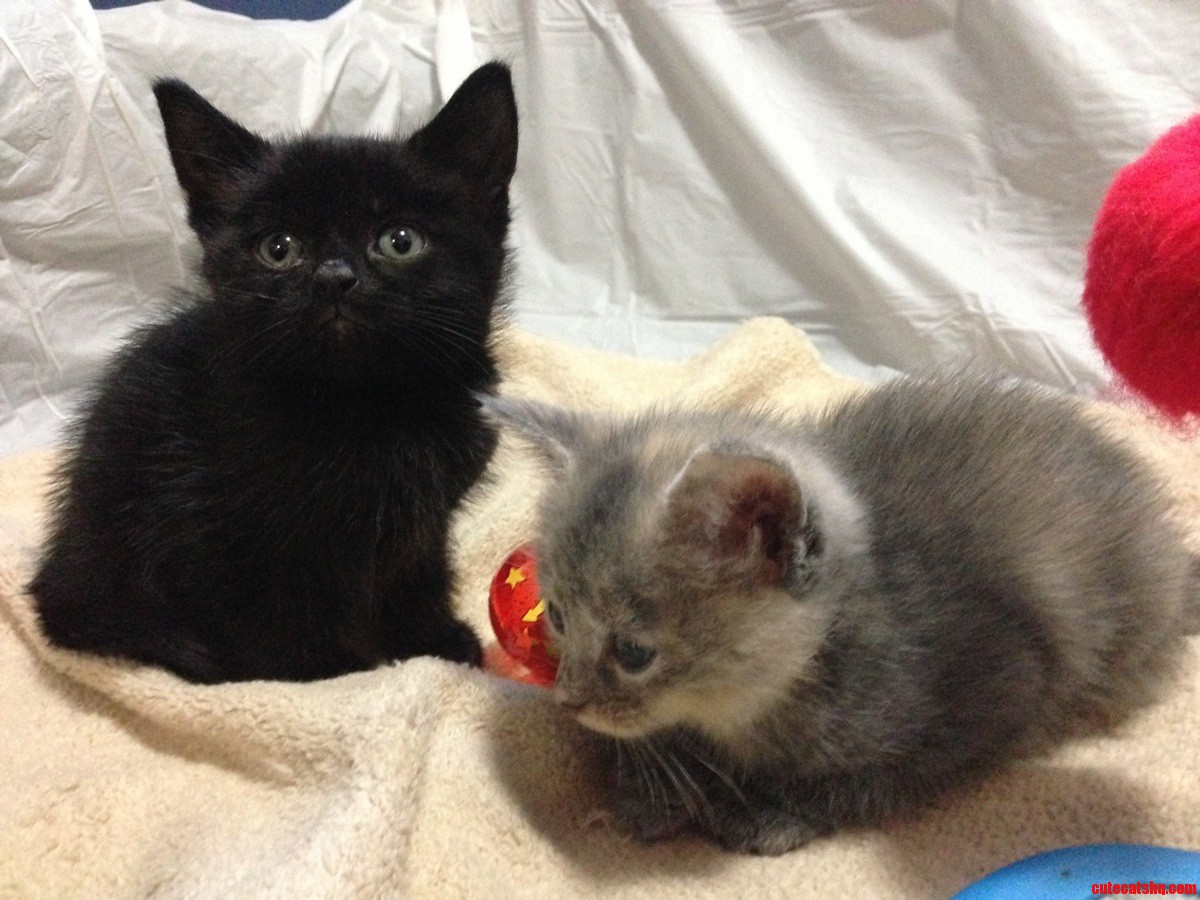 We Can Bring These Cuties Home in 3 Weeks