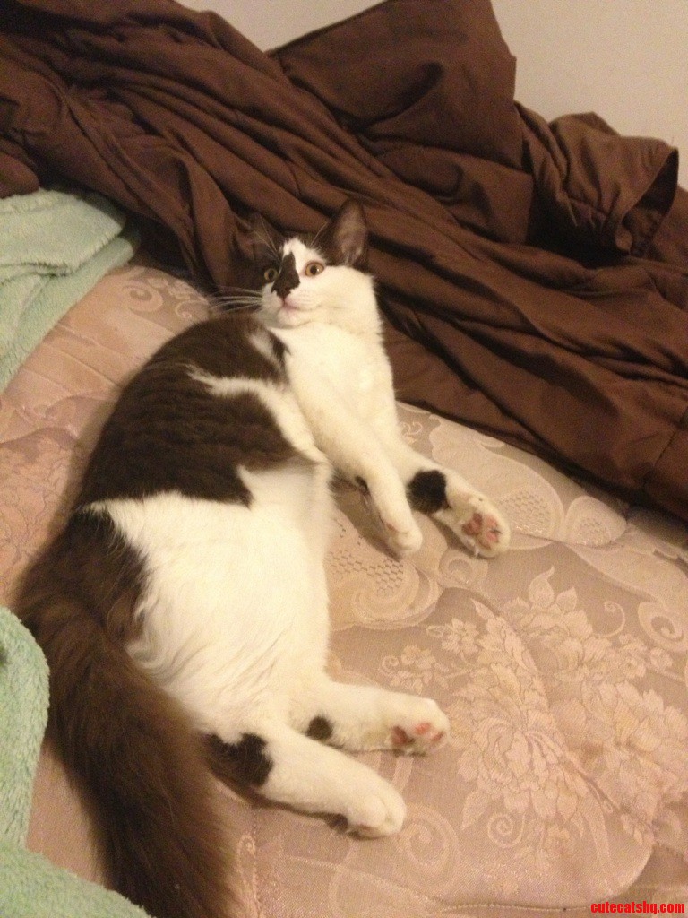 We Got a Free Kitten and Have No Idea of Her Breed