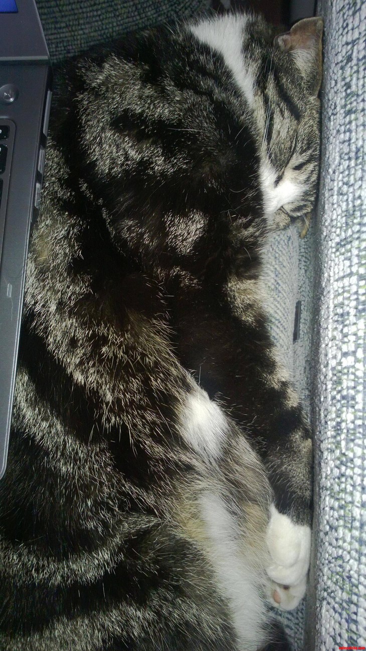 We Have a Four-seater Sofa but He Insists on Sitting Here When I Work from Home.