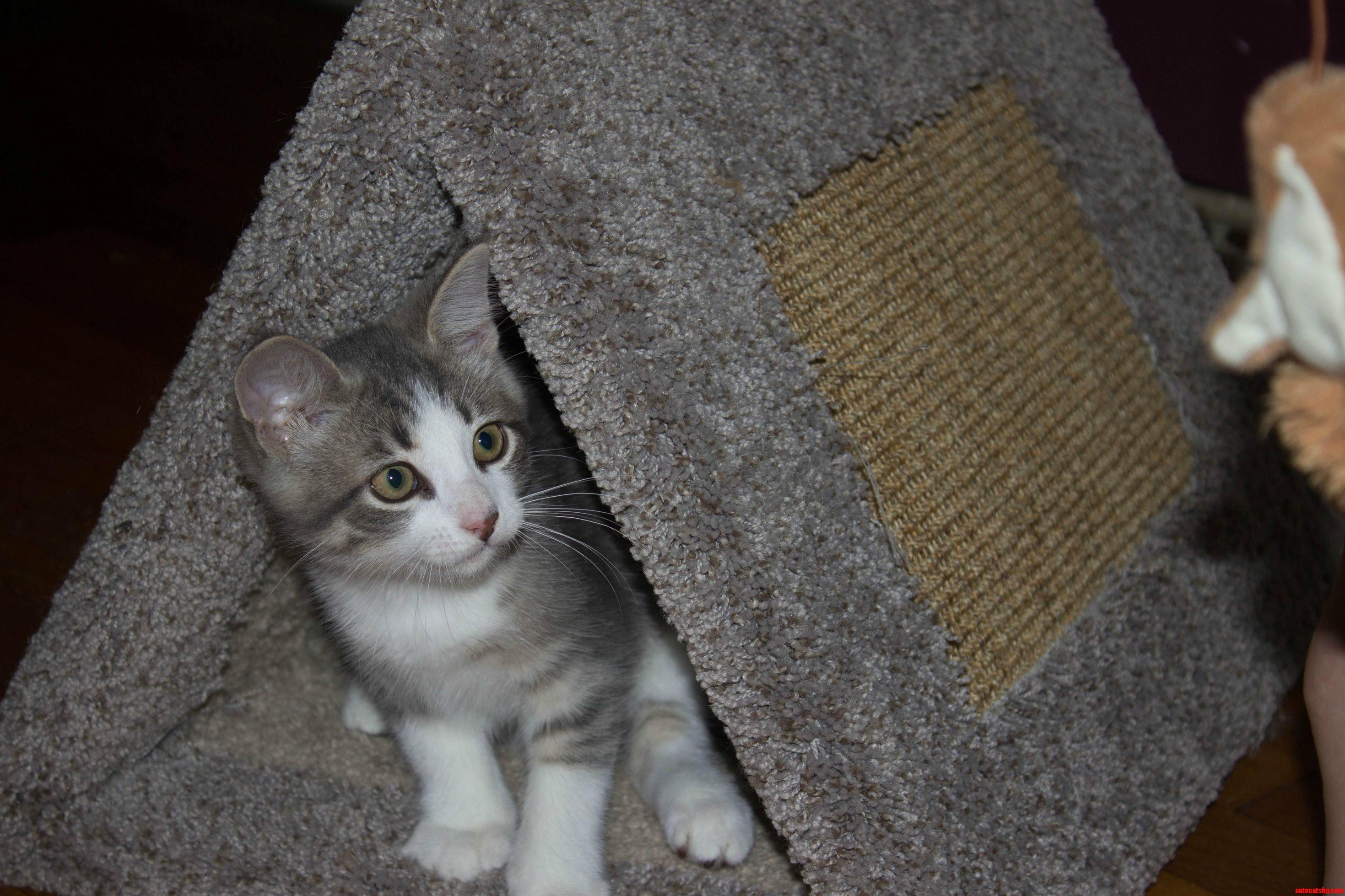 We Just Adopted a Ferocious Attack Kitten  Murray.